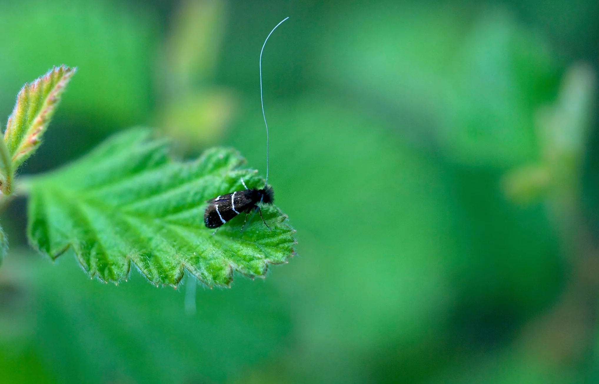 "Fairy Moth"