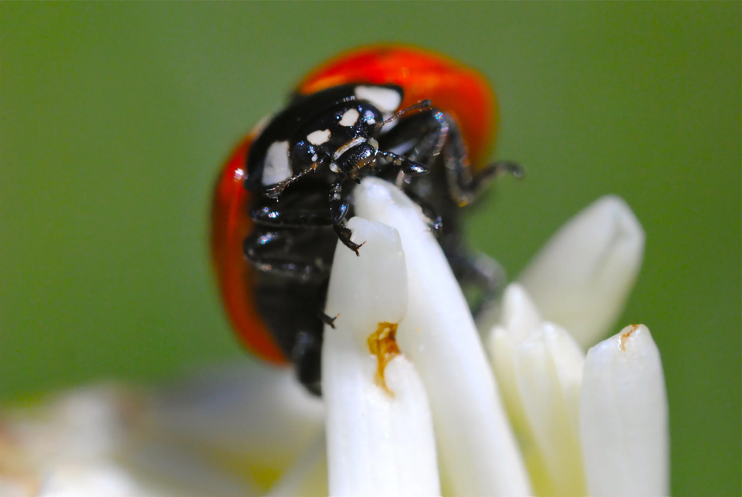 "Ladybug"