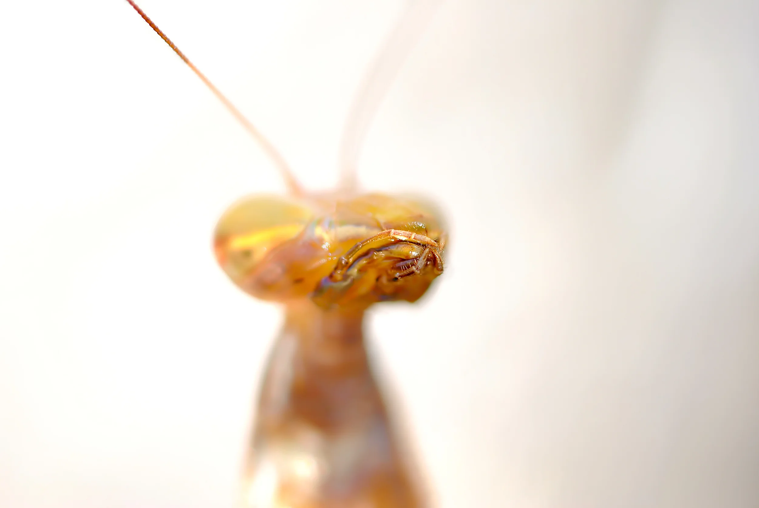 "Praying Mantis"