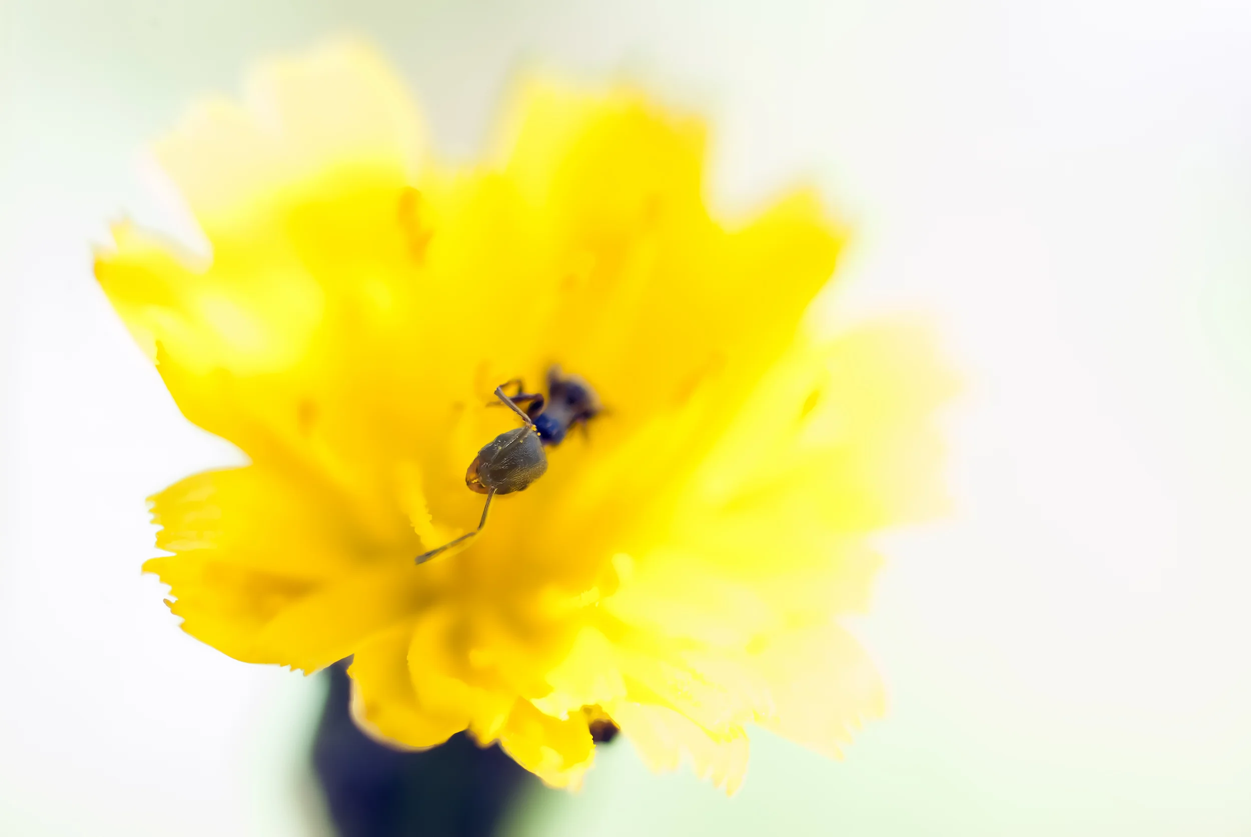 "Ant Emerging from Flower"