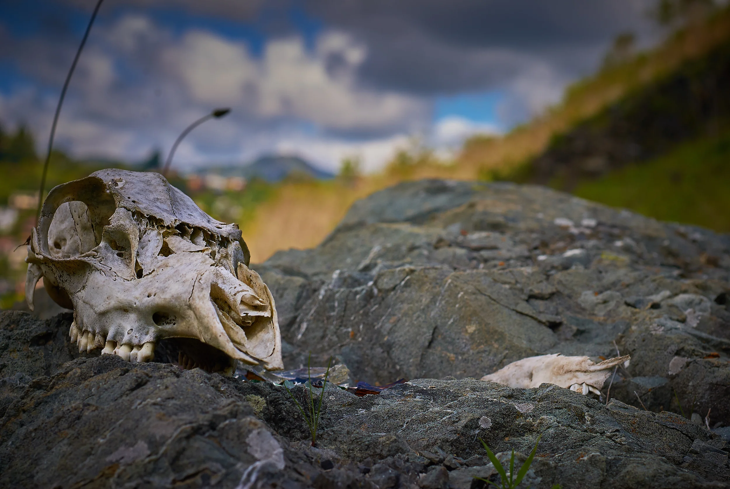 "Skull"