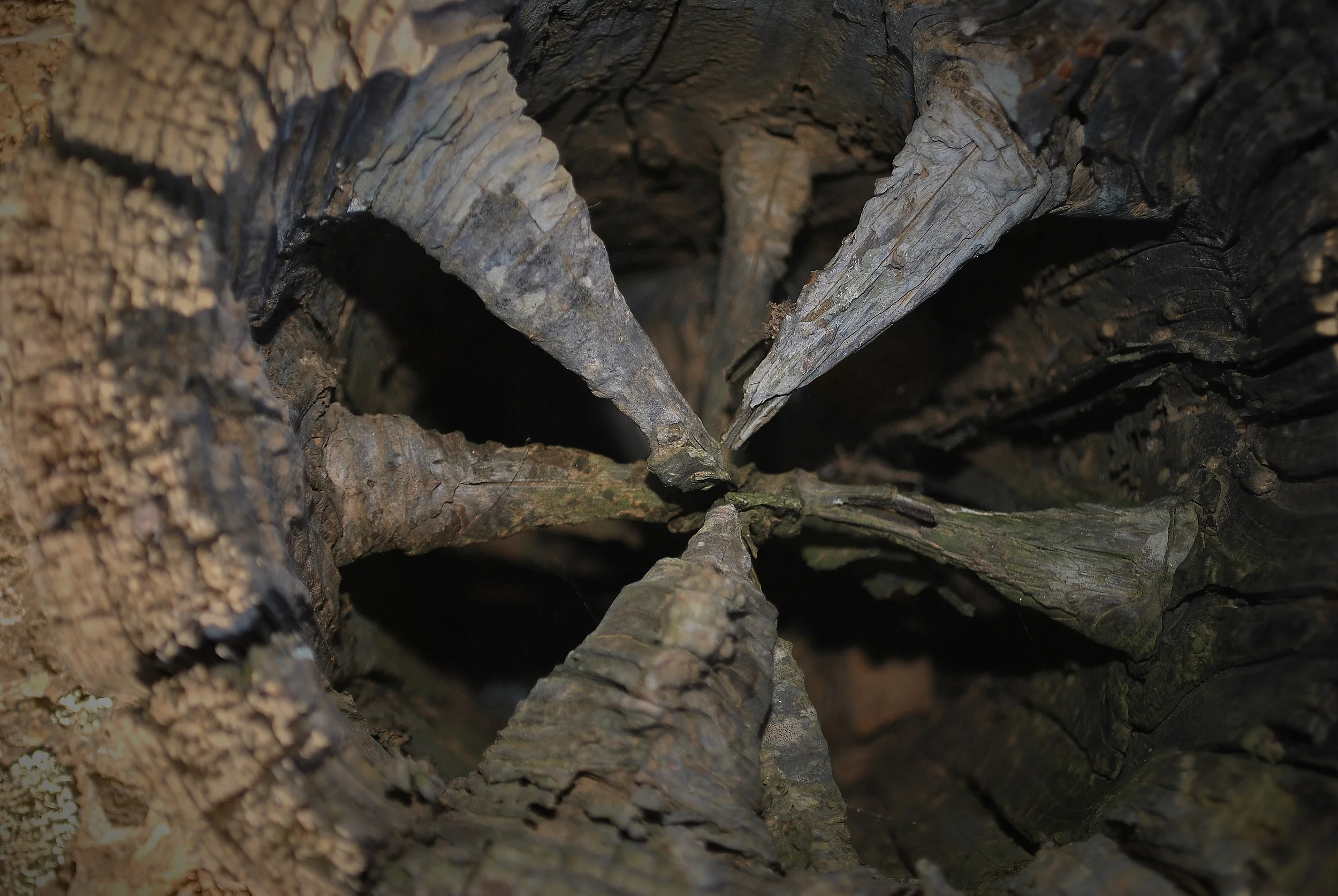 "Eroded Stump"