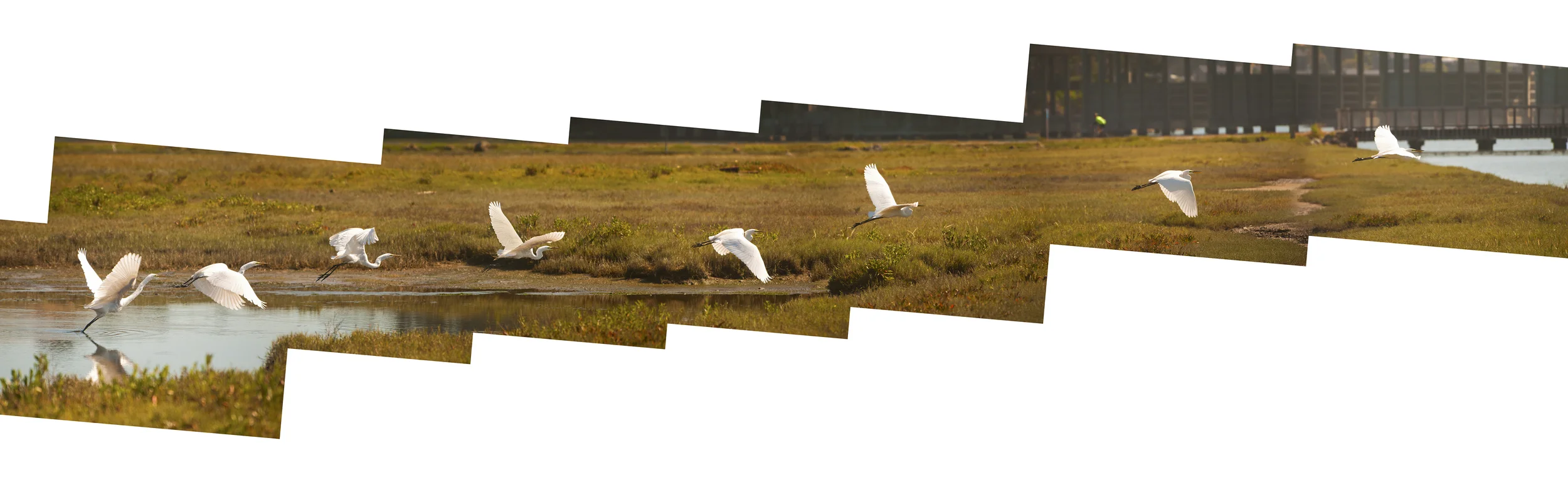 Egret in Flight