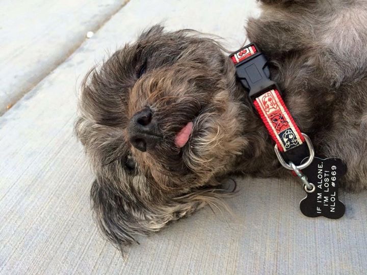 Always ready for a belly rub and some love!