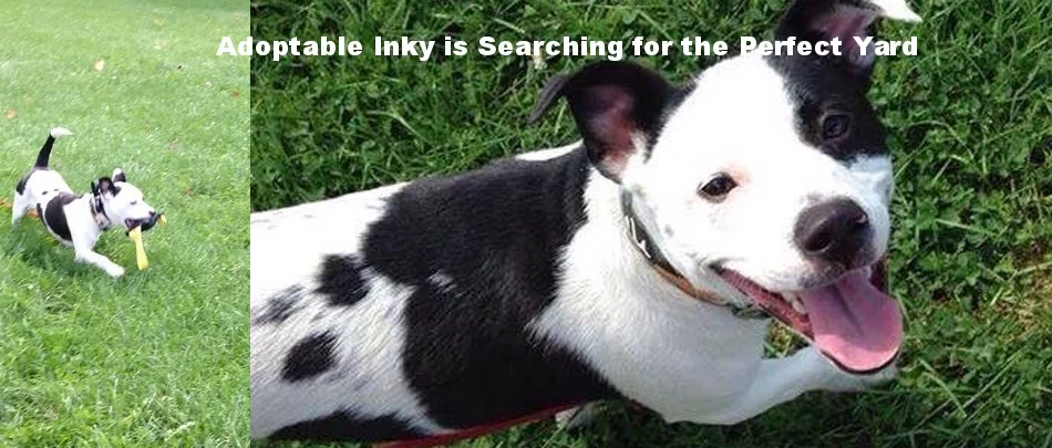Inky.jpg