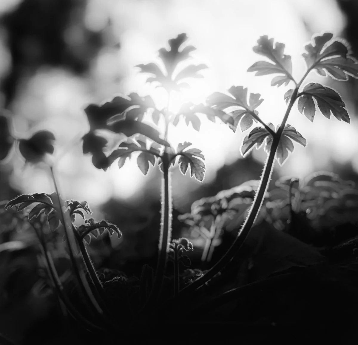 03_hikingdreams__IMG6014.jpg