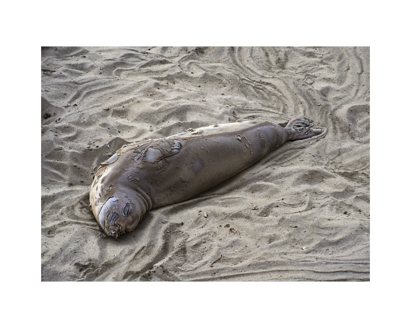 Happy Elephant Seal - Big Sur