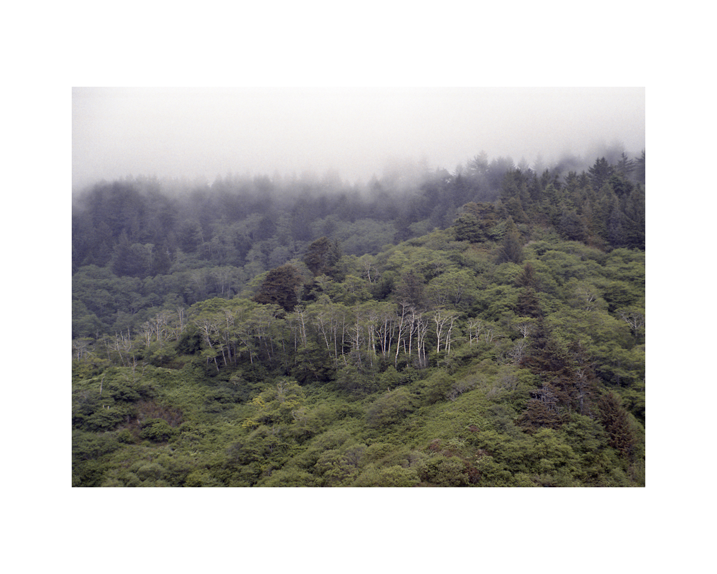 Big Sur Fog