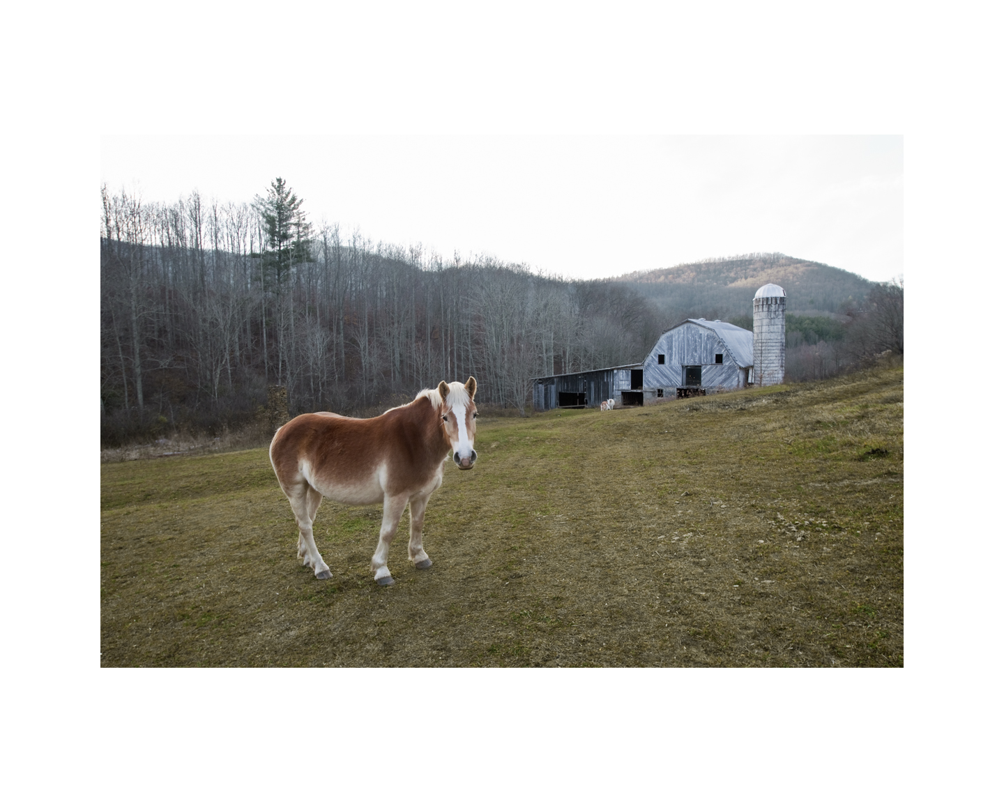 Farm Horse - Somewhere in North Carolina