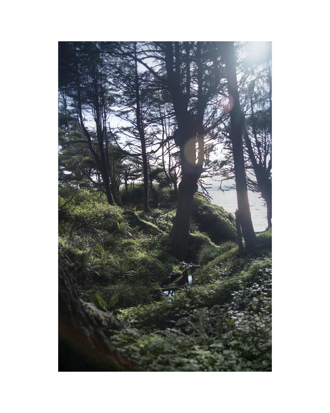 Through the Woods, to the Ocean - Olympic National Forest