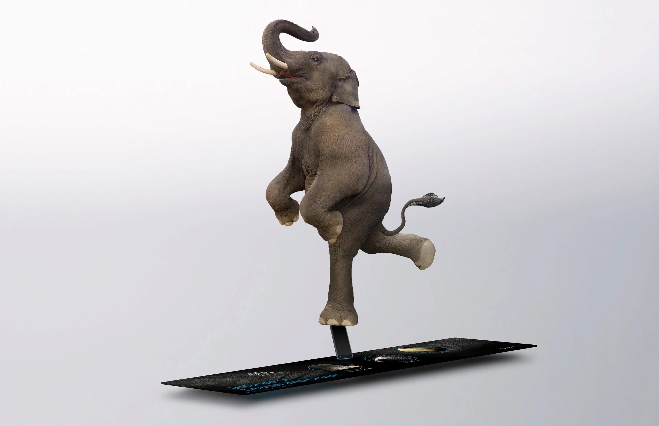 Elephant_ENDCAP_Display_V2.jpg