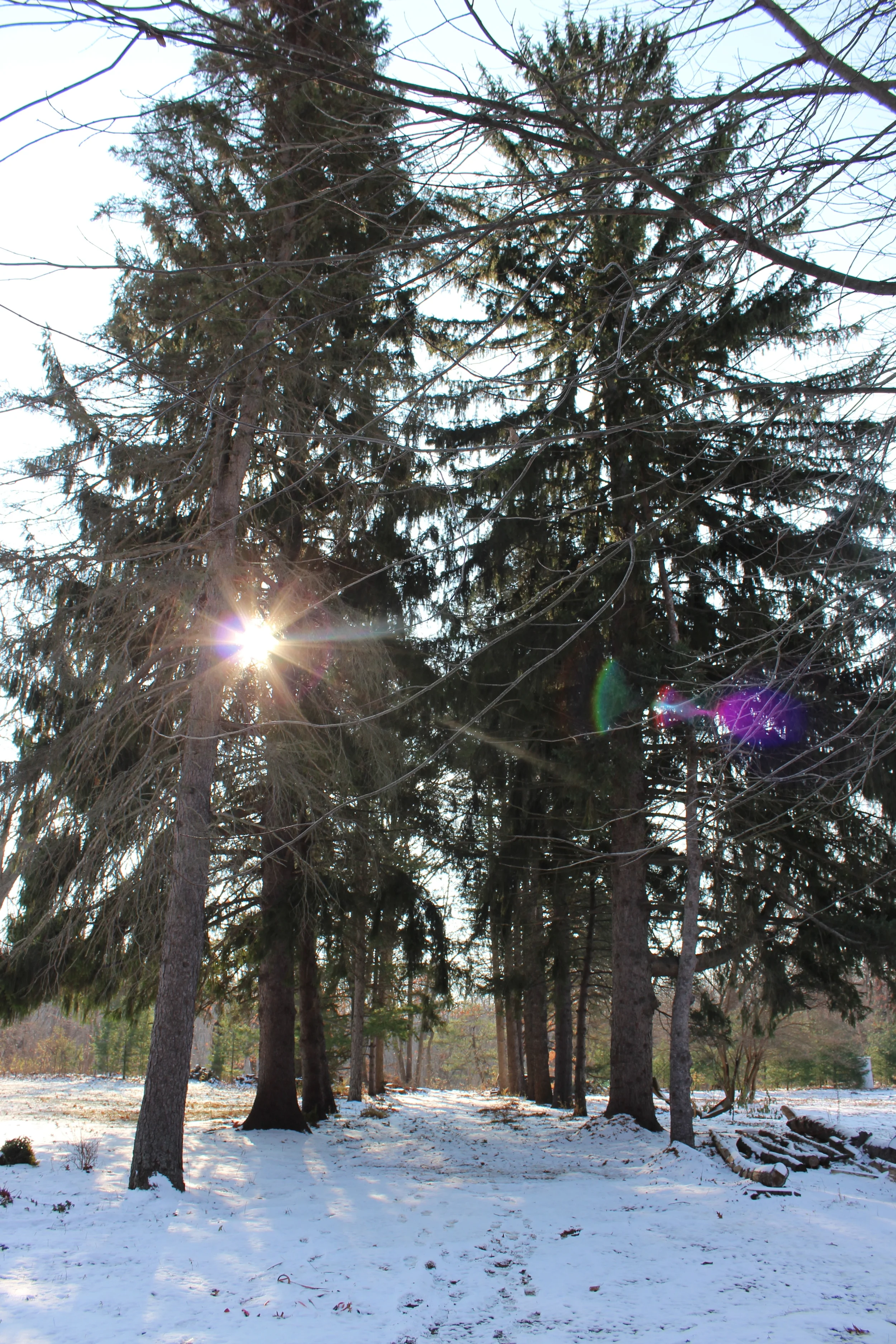 Goldberry Woods | Union Pier, Michigan