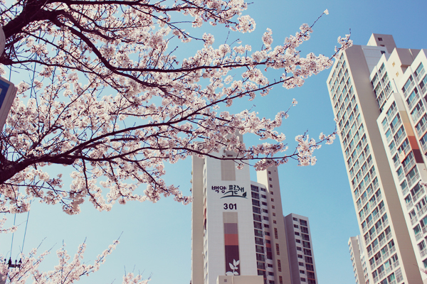 Spring | Busan, South Korea