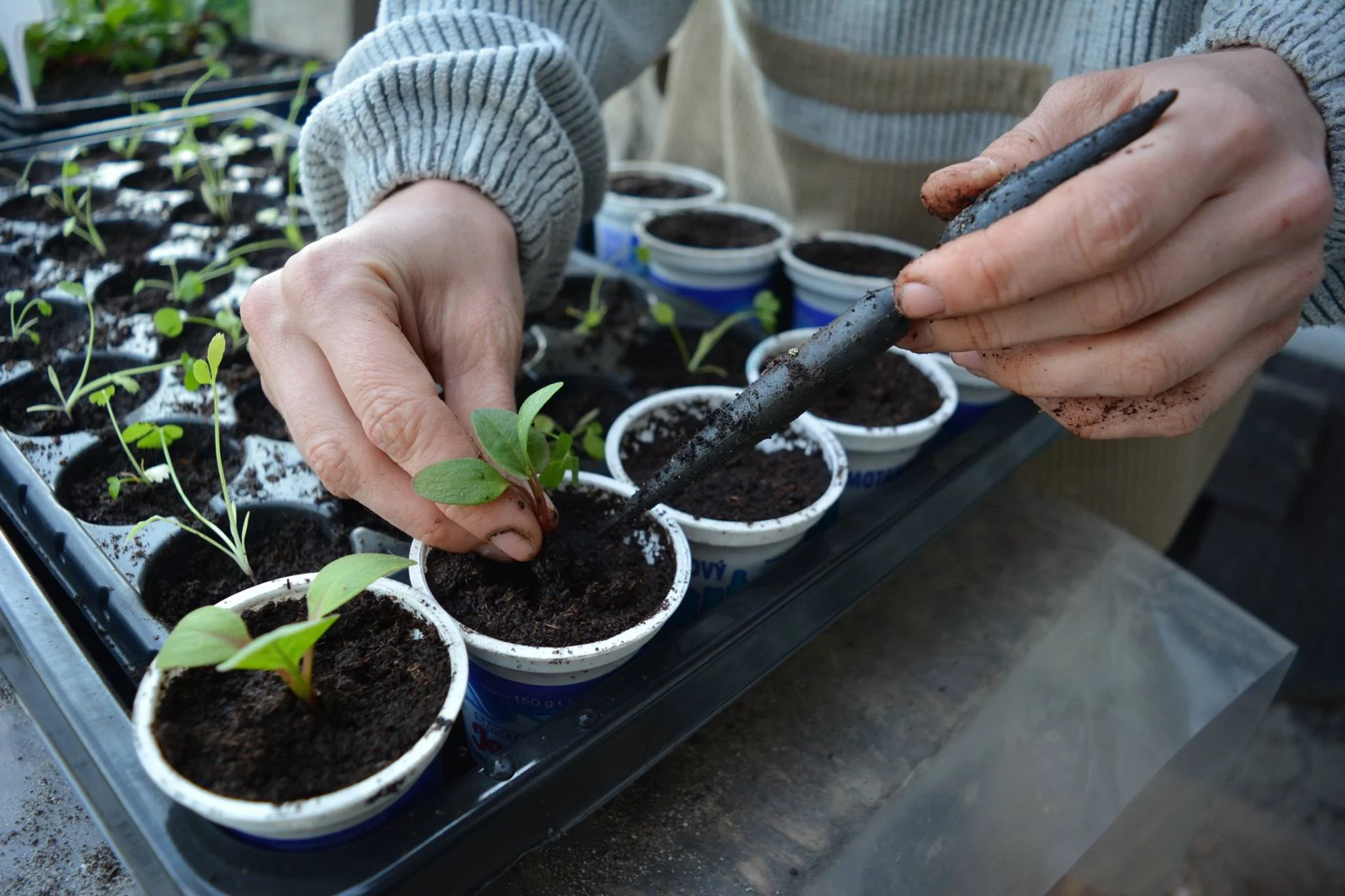 Planting seasonal flowers, photo: Zeliny z Doliny archive