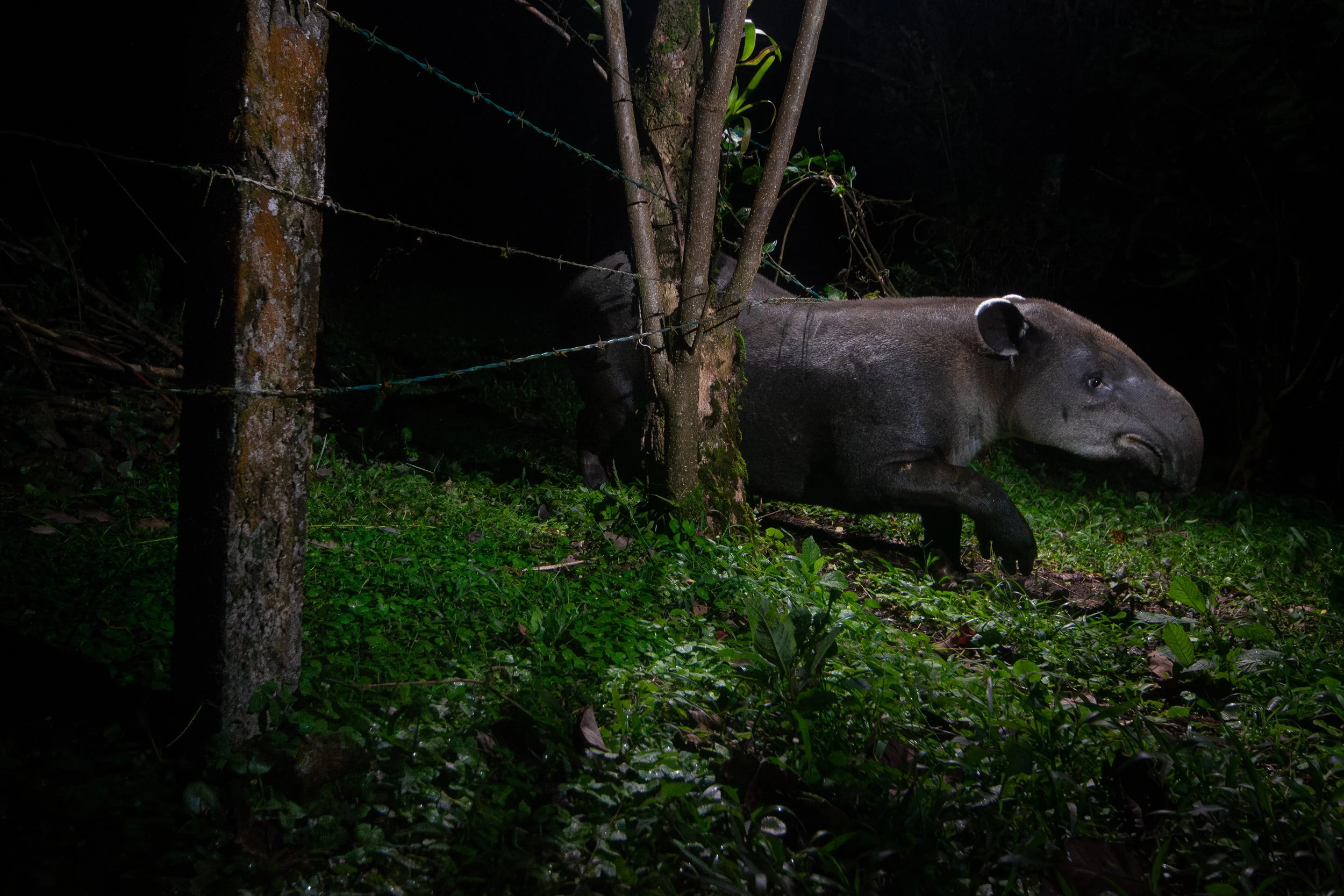 Tales of the forest keepers 5_C13_Tapirs on the move.jpg