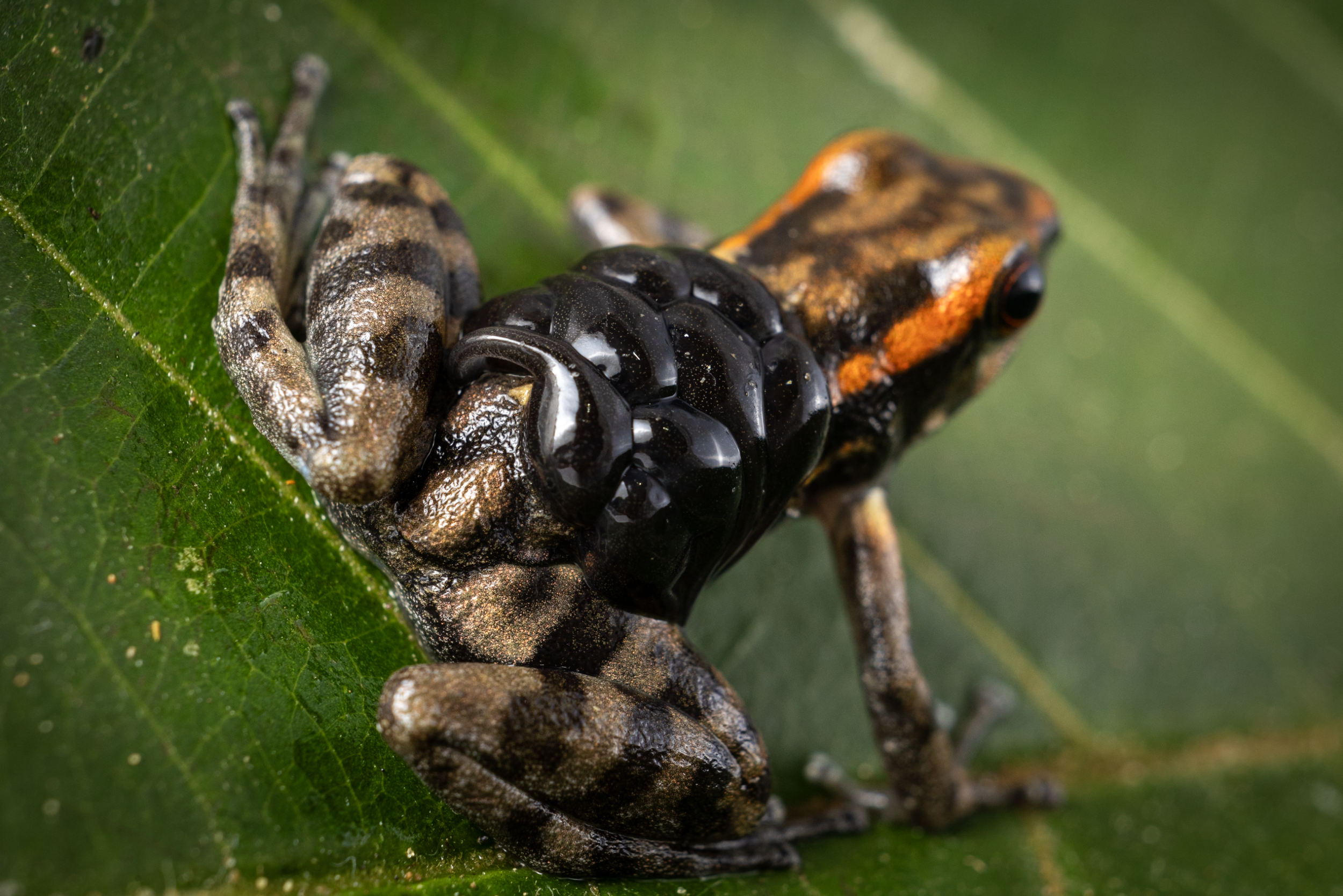 Schermafbeelding 2026-03-28 om 18.36.51.png