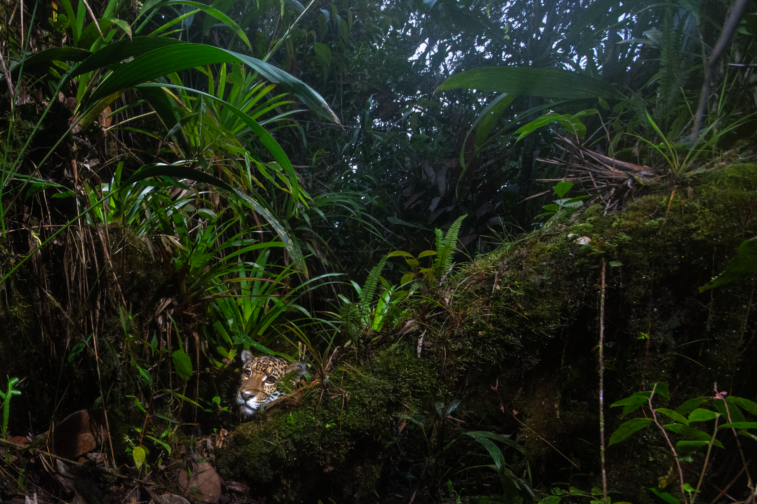 Schermafbeelding 2026-03-29 om 17.26.16.png