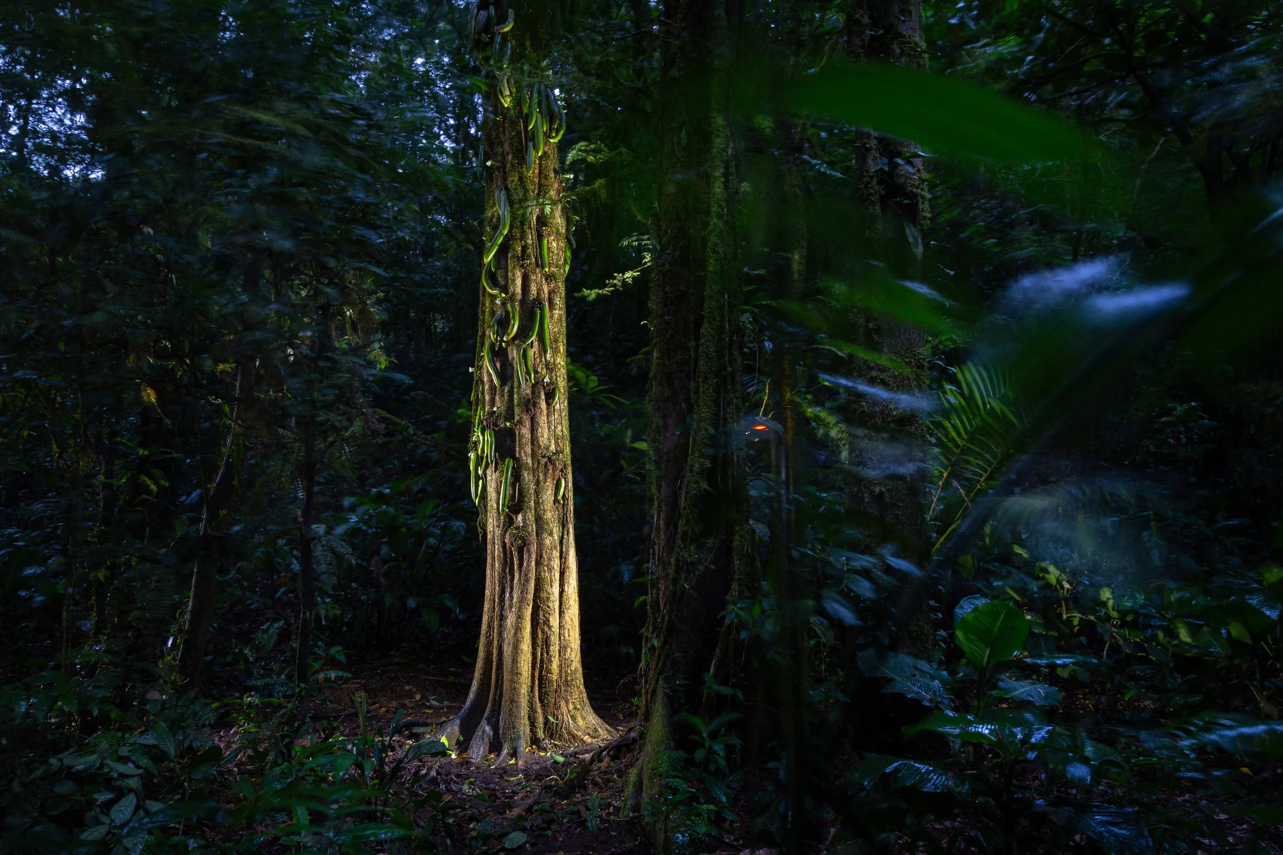 Tales of the forest keepers 2_C13_Jicaro Danto.jpg