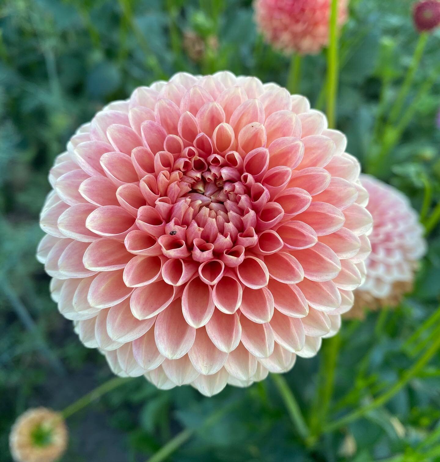 Thinking about some of these gorgeous last blooms of summer as it turns really cold outside. I&rsquo;m absolutely loving the sensations of all of the seasons, and am super excited to grow some of these lovelies in my own garden next year!