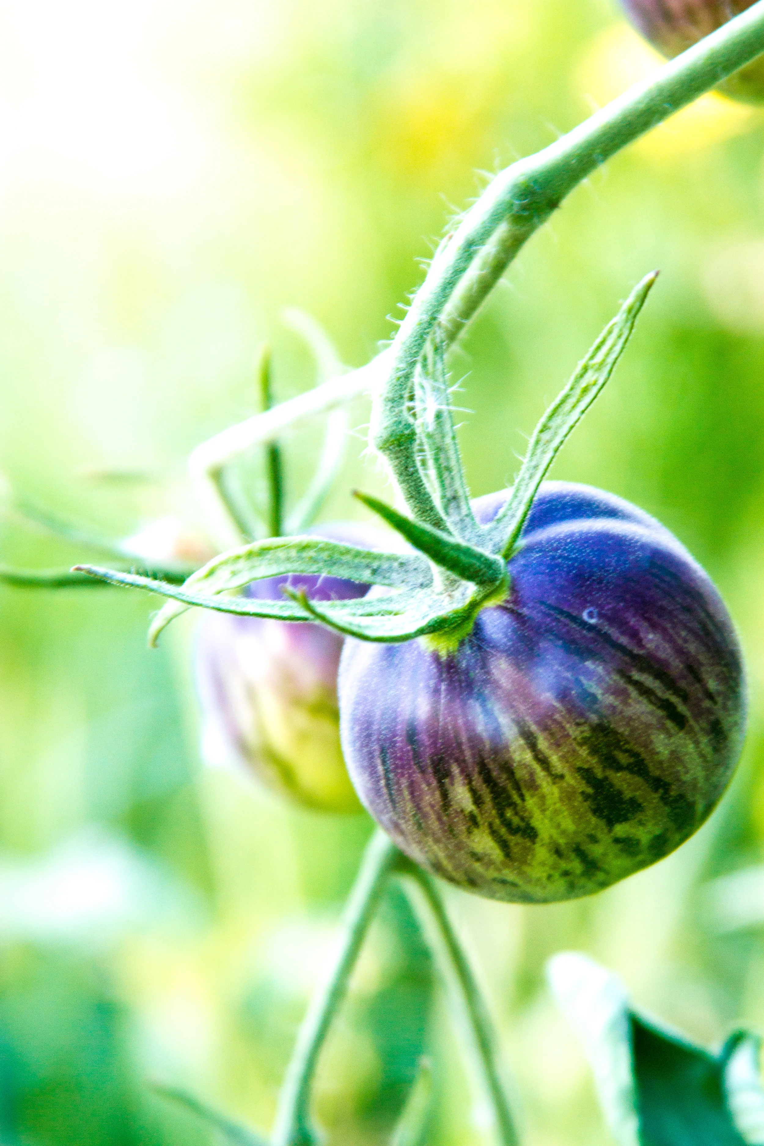 2016_July_garden-0428.jpg