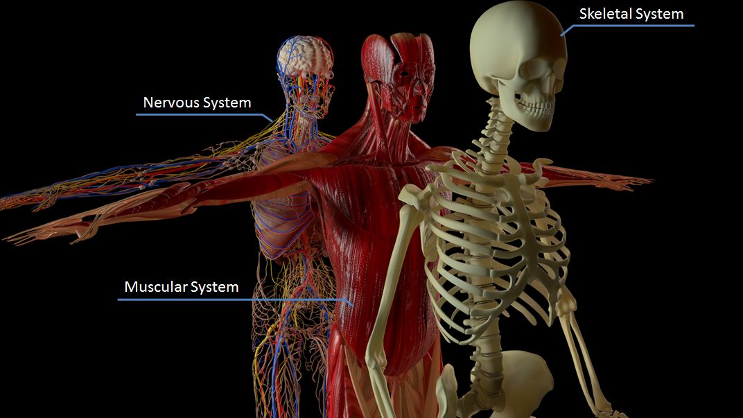 Body Systems (Skeletal-Muscular-Nervous).JPG