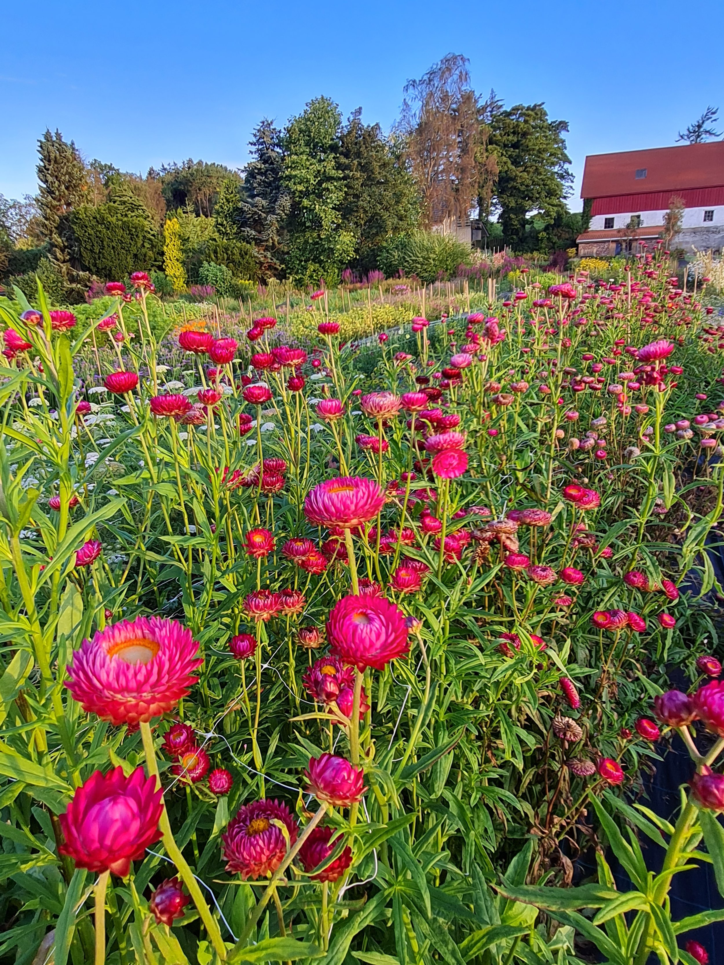 åker høststråblommst.jpg