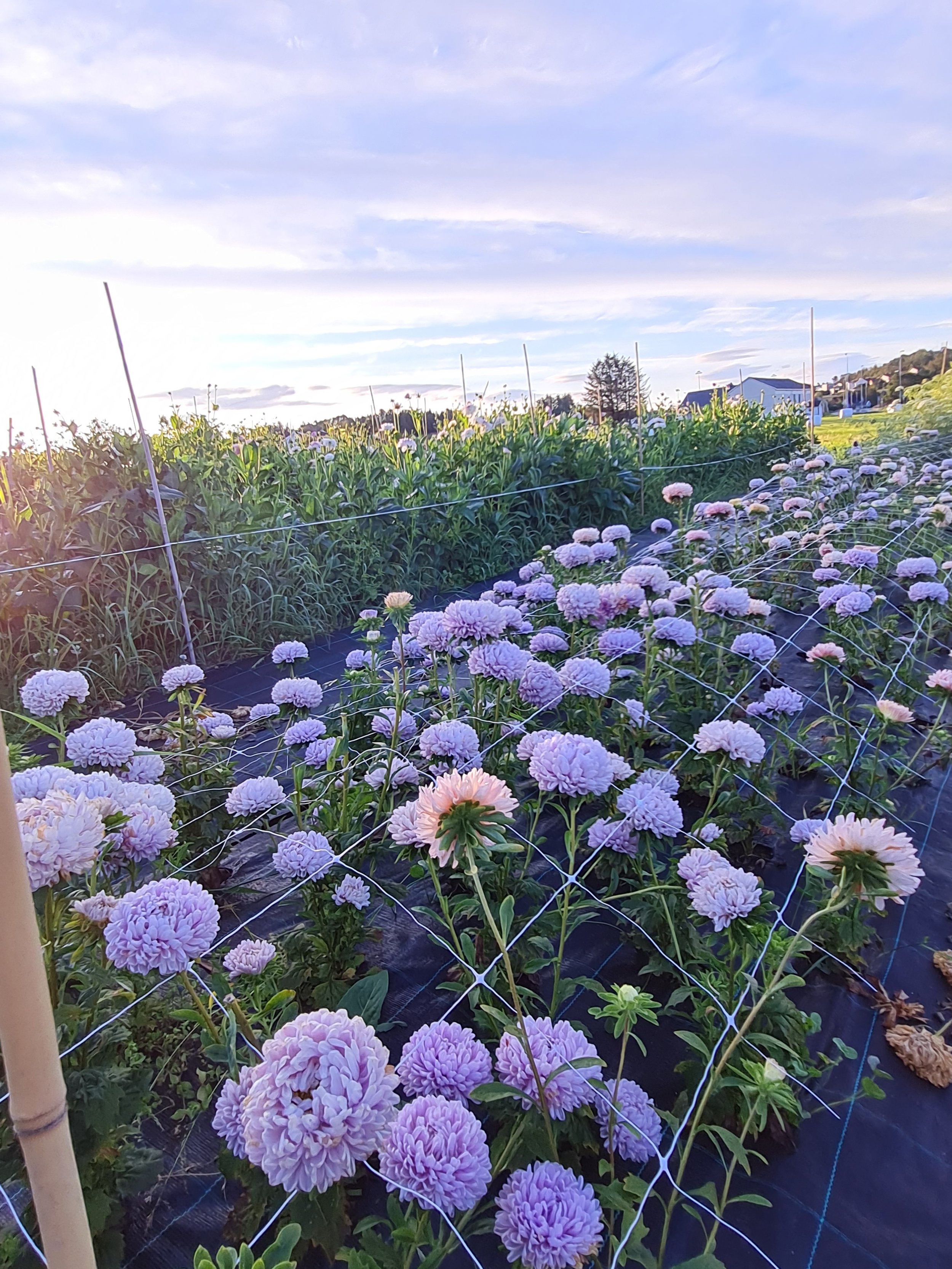 åker asters.jpg