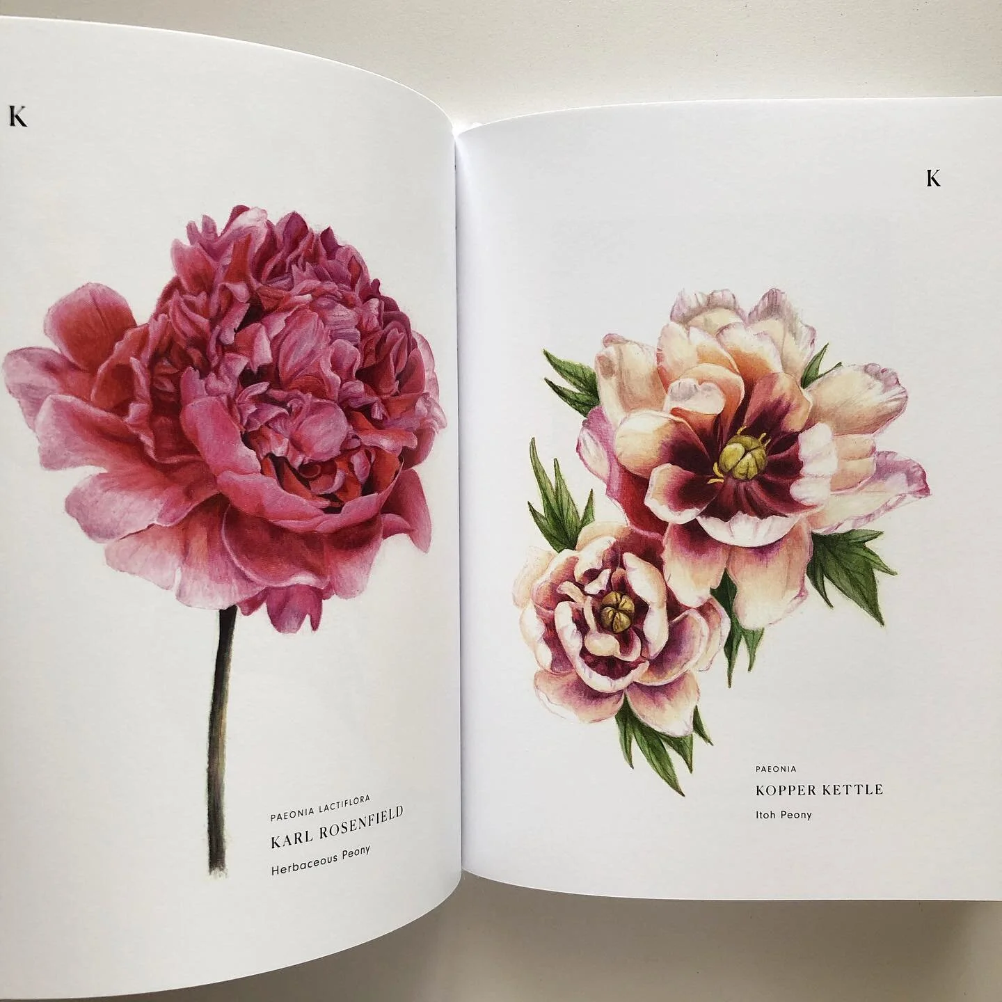 Herbarium Vitae Roses & Peonies — Phoebe Atkey
