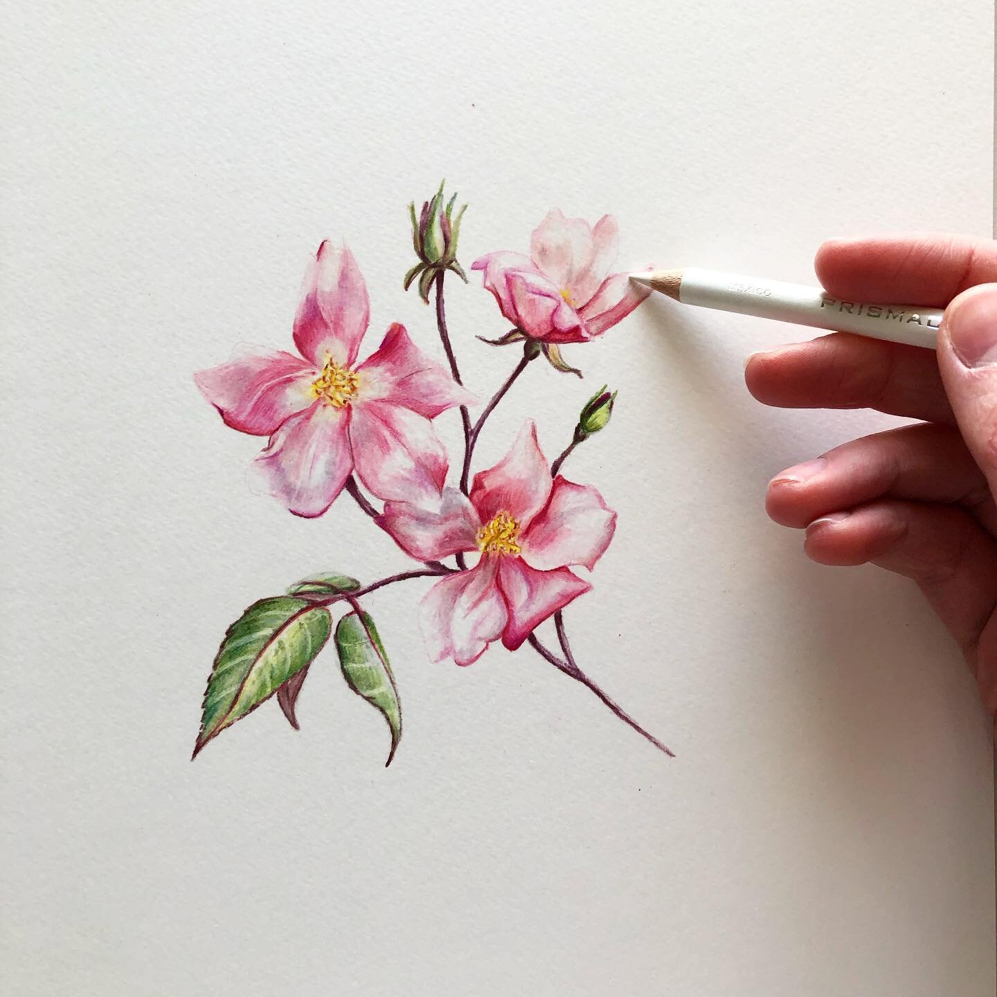 March at last! Looking forward to the first signs of Spring 🌸
.
.
#art #drawing #pen #pencil #linedrawing #flower #flora #rose #march #spring #fabercastell #prismacolor #carandache #dalerrowney #herbariumvitae #phoebeatkey