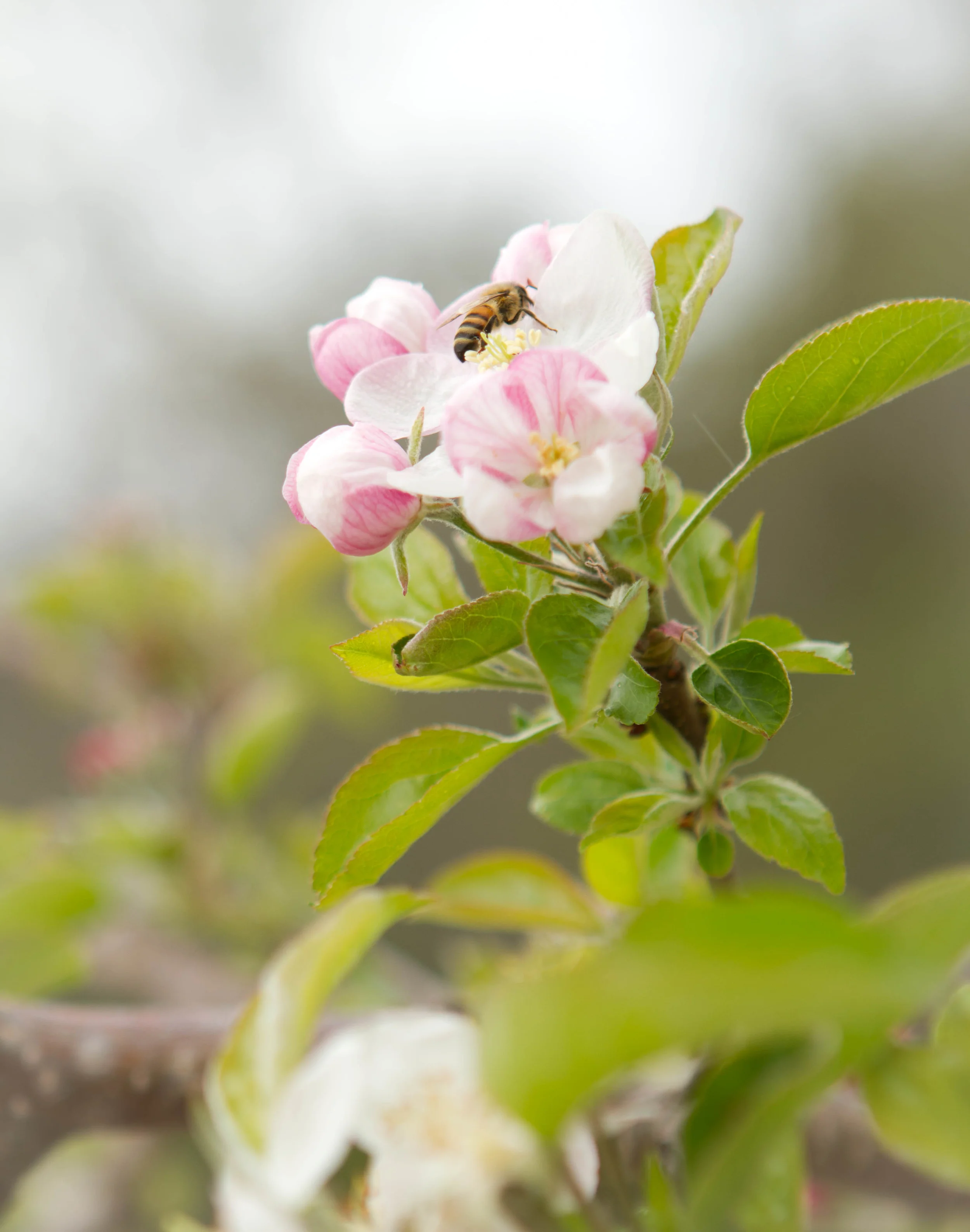 Apple Blossom Blessed Beyond Belief  copy.jpg