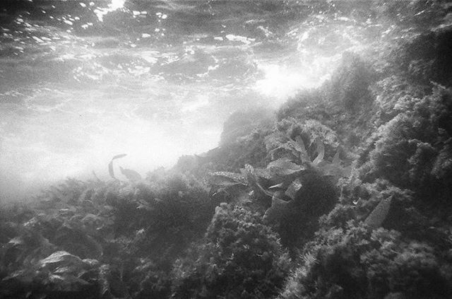 HAPPY WORLD OCEANS DAY! | Nikonos-V. TMAX 400. | #35mm #filmisalive #grainisgood #analogue #shootfilmmag #coastalfilmco #kodakfilm #shotonfilm #nikonos #underwaterphotography #bwphotography #marinescience #marinebiology #worldoceansday #nikonosproject #filmisnotdead