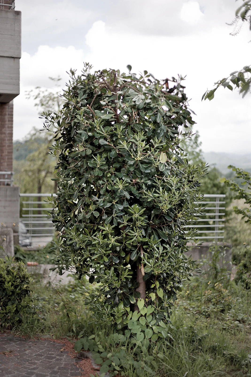  Extra-Urbino is a small series dedicated to the suburban outskirt of the city of Urbino 