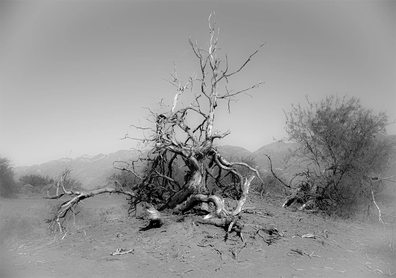 The Tree