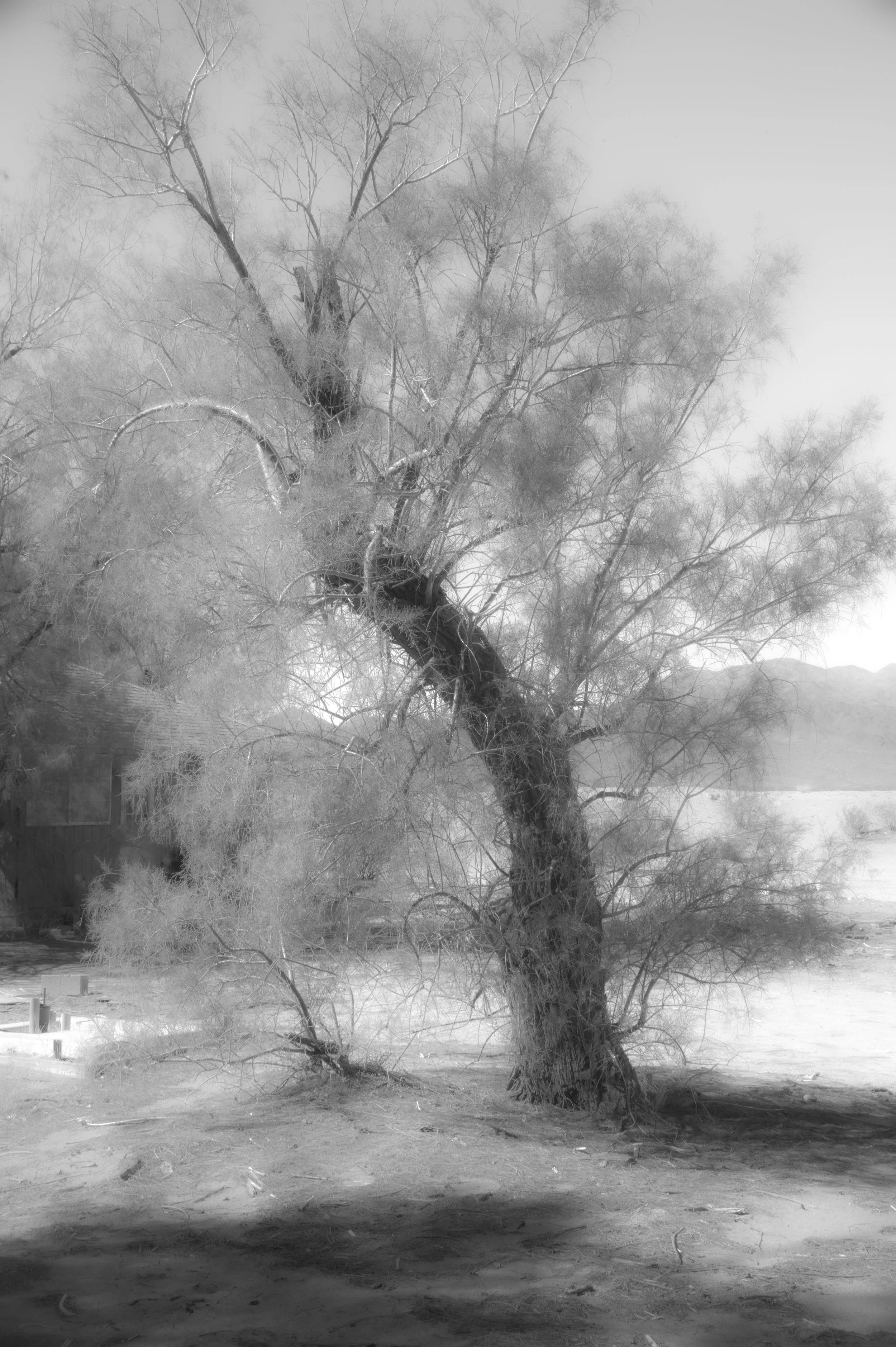 The Mojave Tree