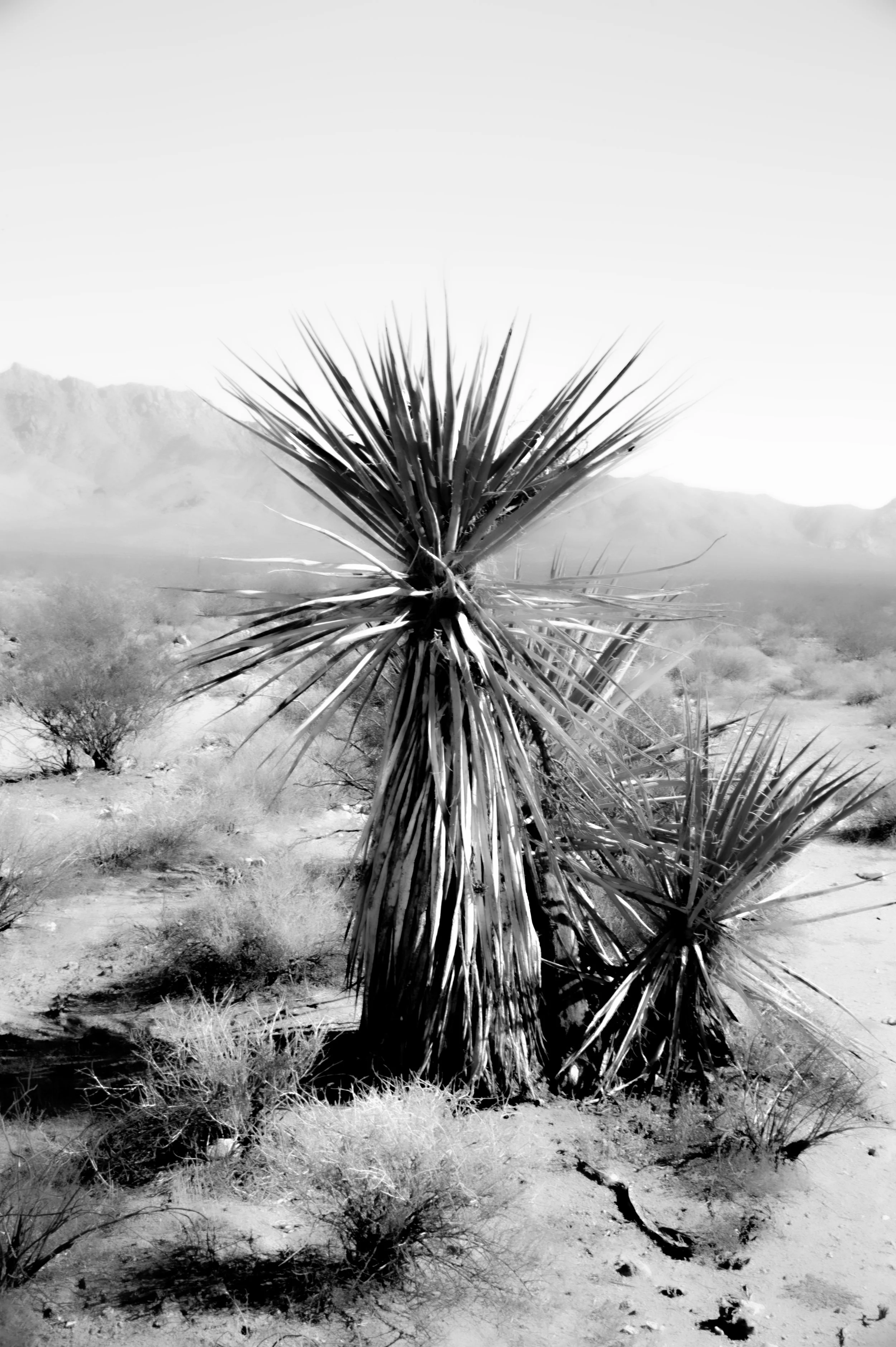 The Second Mojave Tree