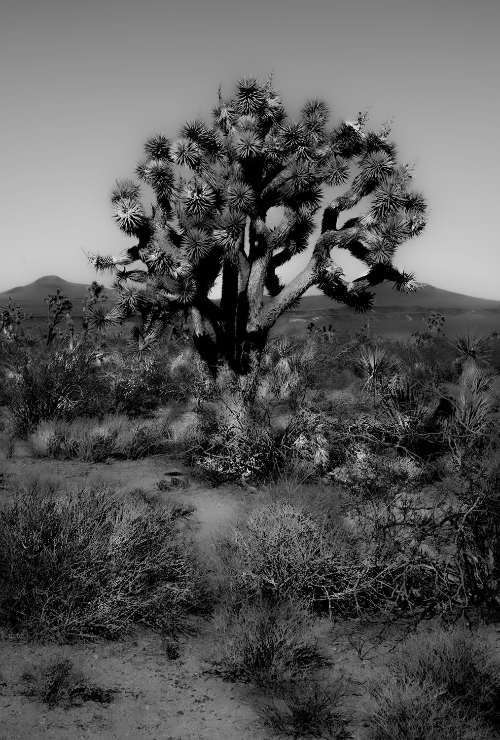 The Dark Tree
