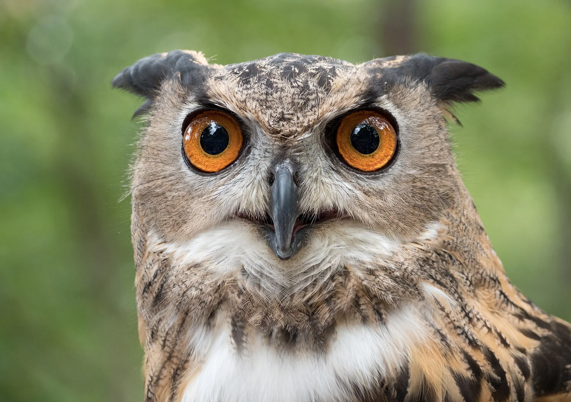 Owls of Athena: Night of the Museums OSTROMECKO