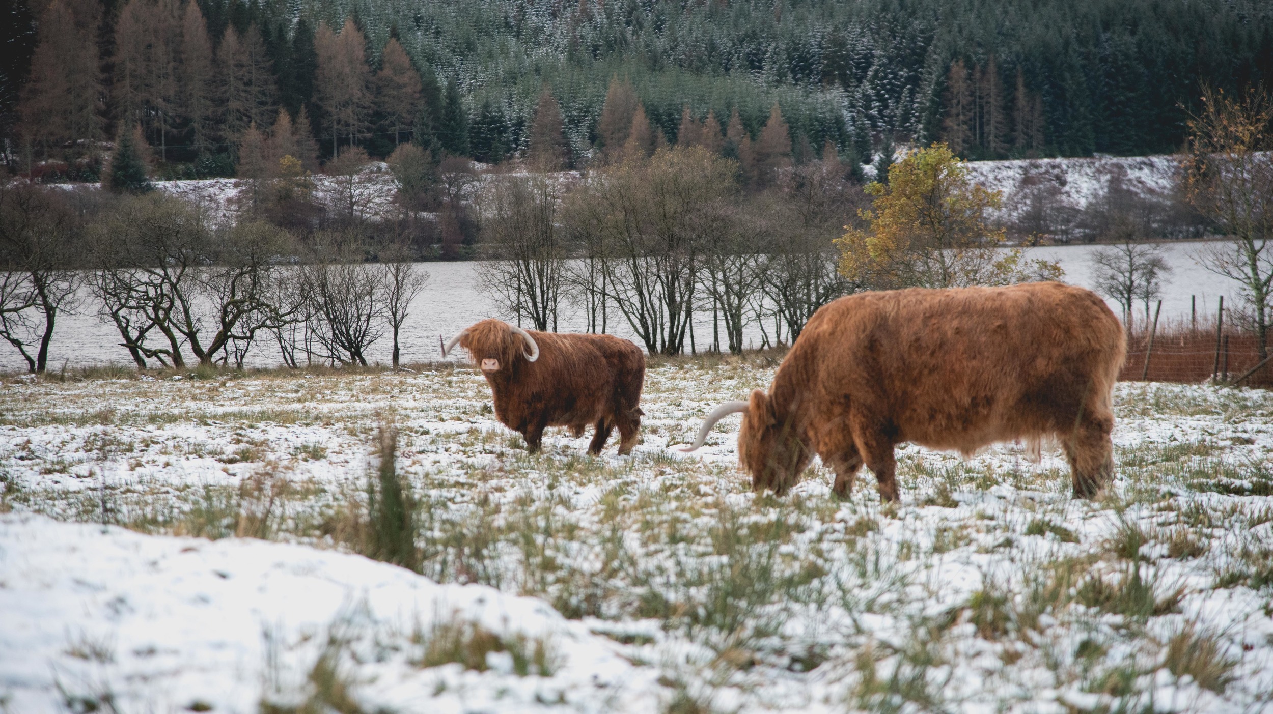 A few shaggy Highland Cows.