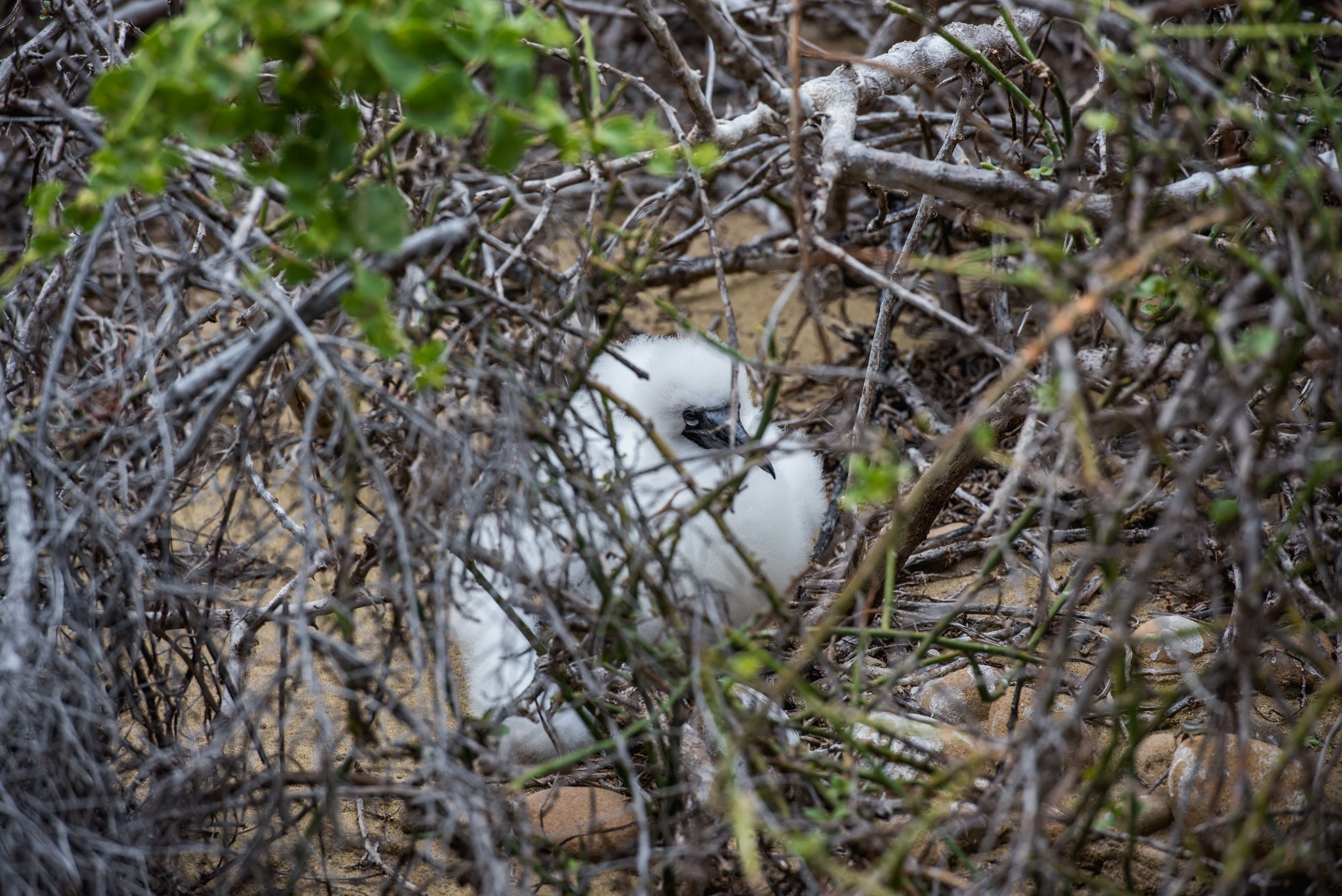 Baby Boobie