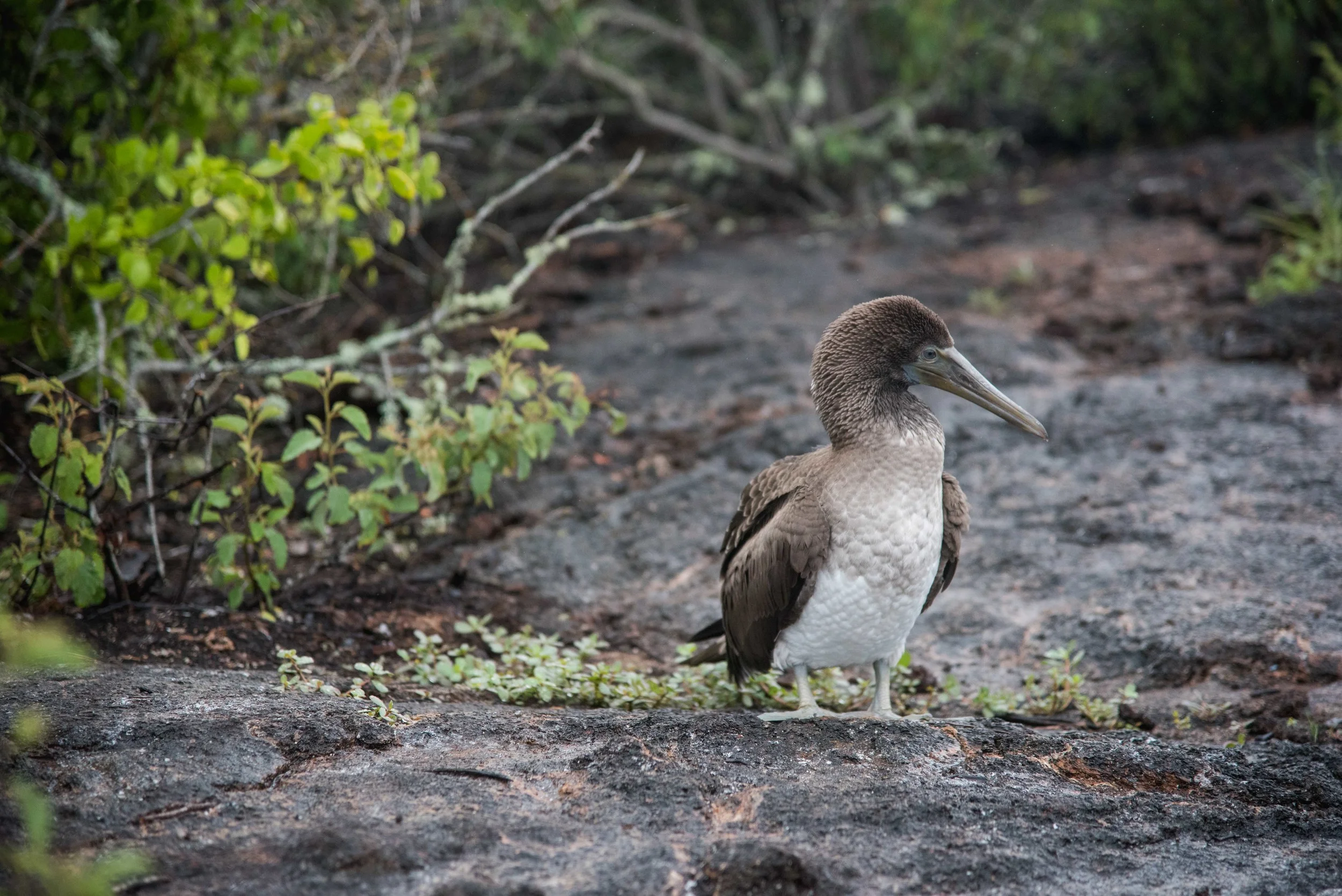 A Blue Footed Boobie, without the blue feet...