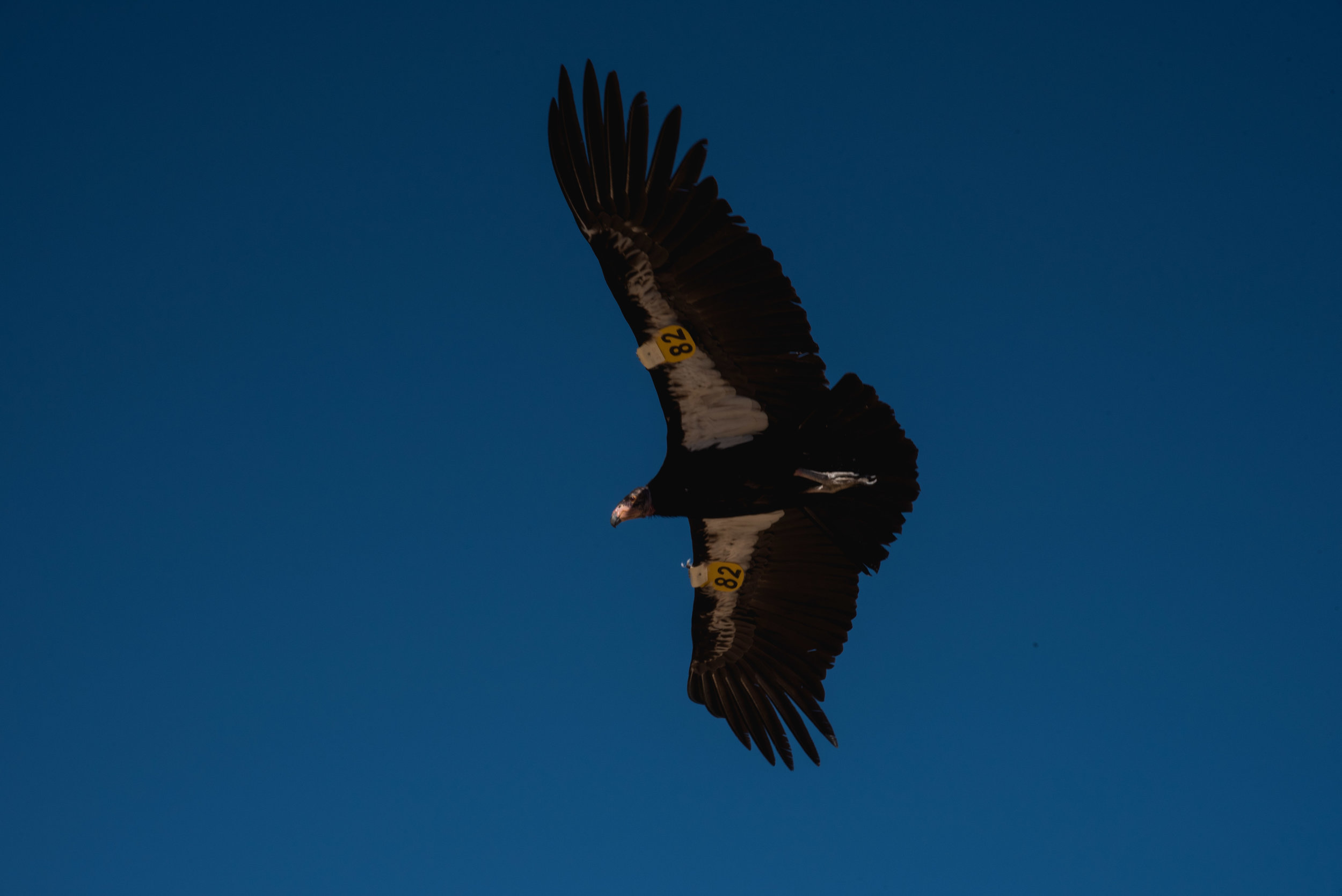  We found a California Condor reserve on accident. 