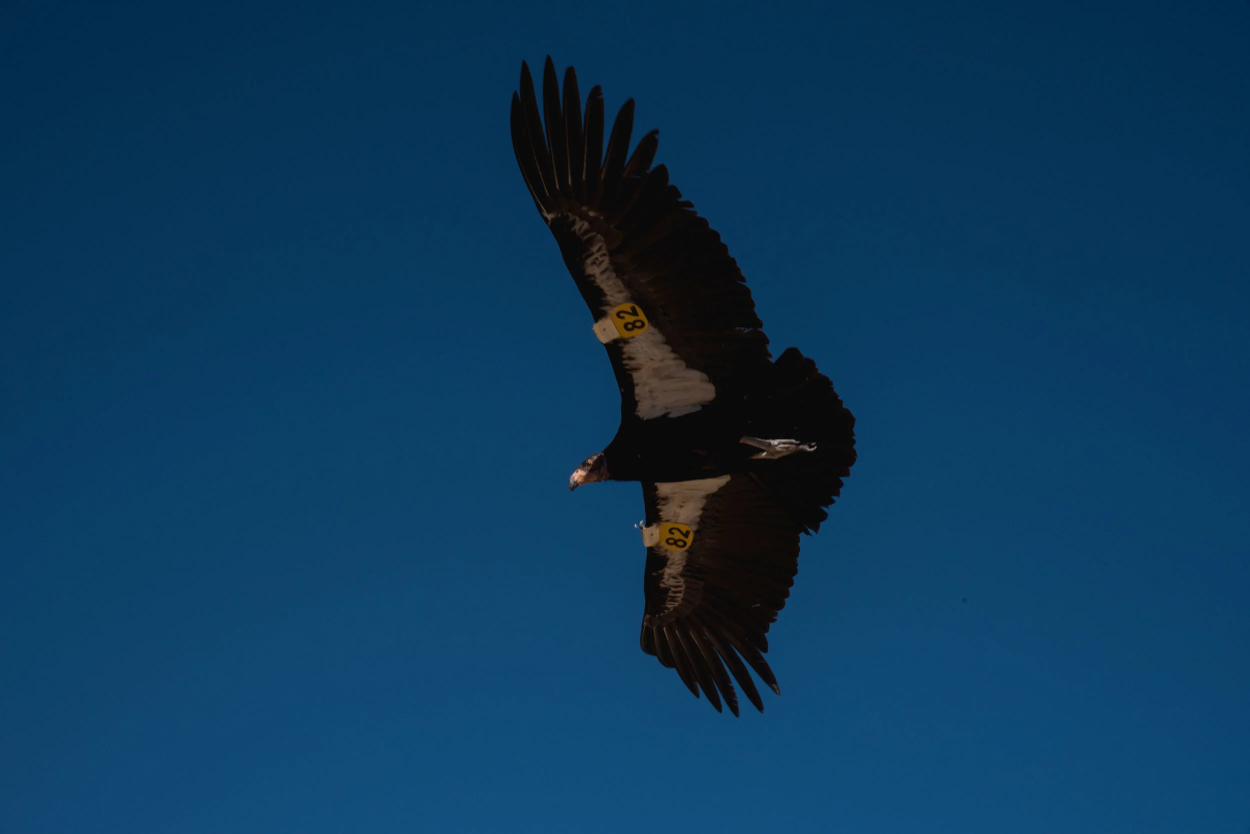 We found a California Condor reserve on accident.