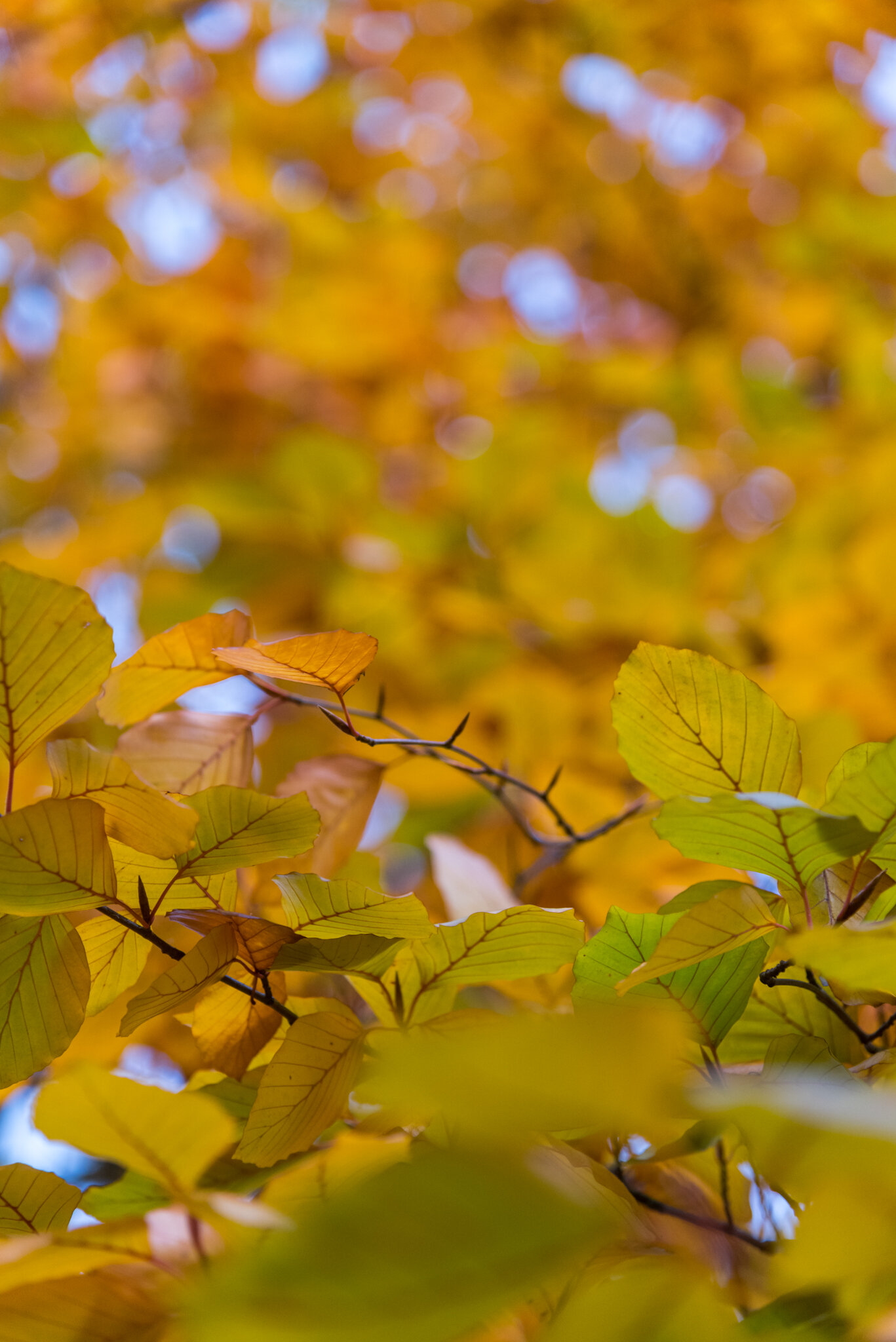 My COVID Experience - Audio