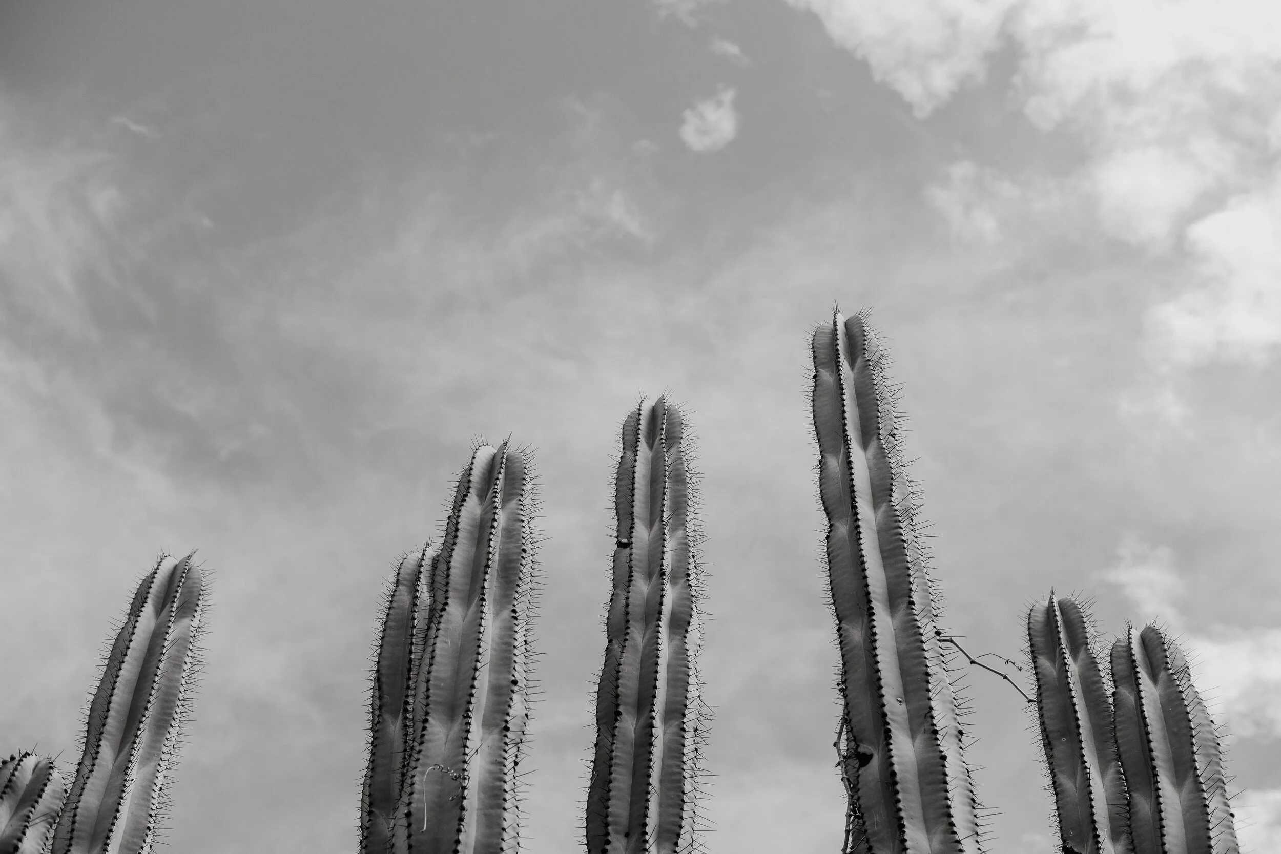 74DBEC87-90C6-43E4-8BB6-FF6C9CD3ED2C