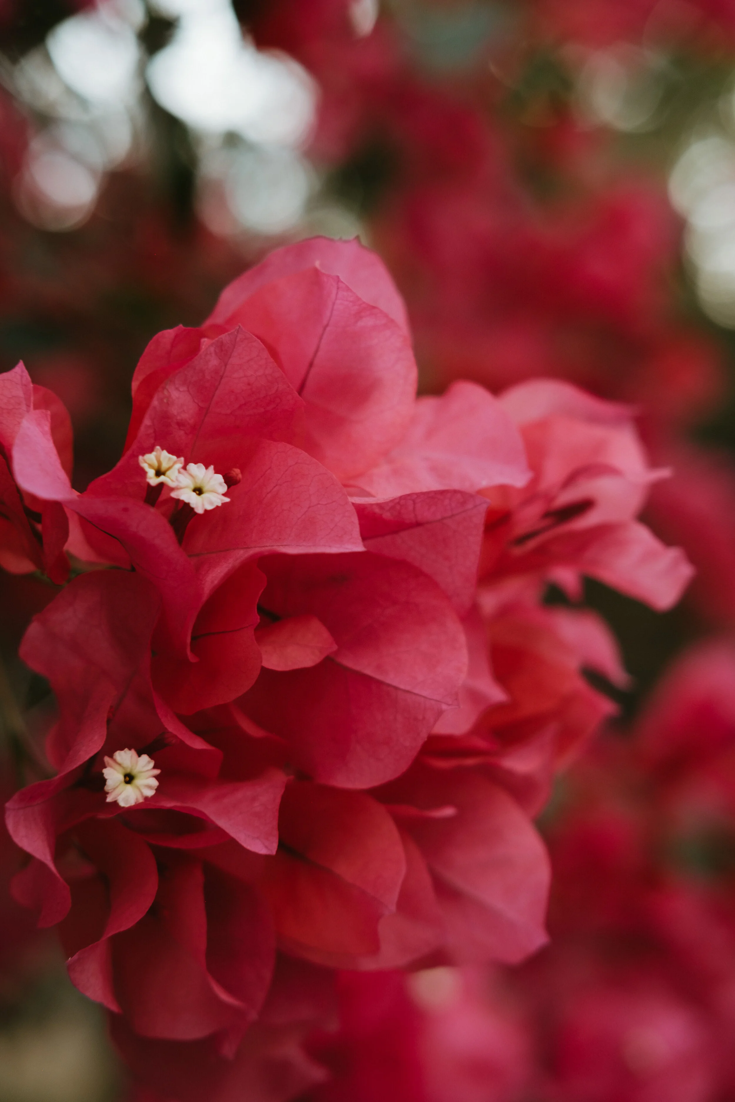 029D6329-CE64-43DE-B218-9860F085098E