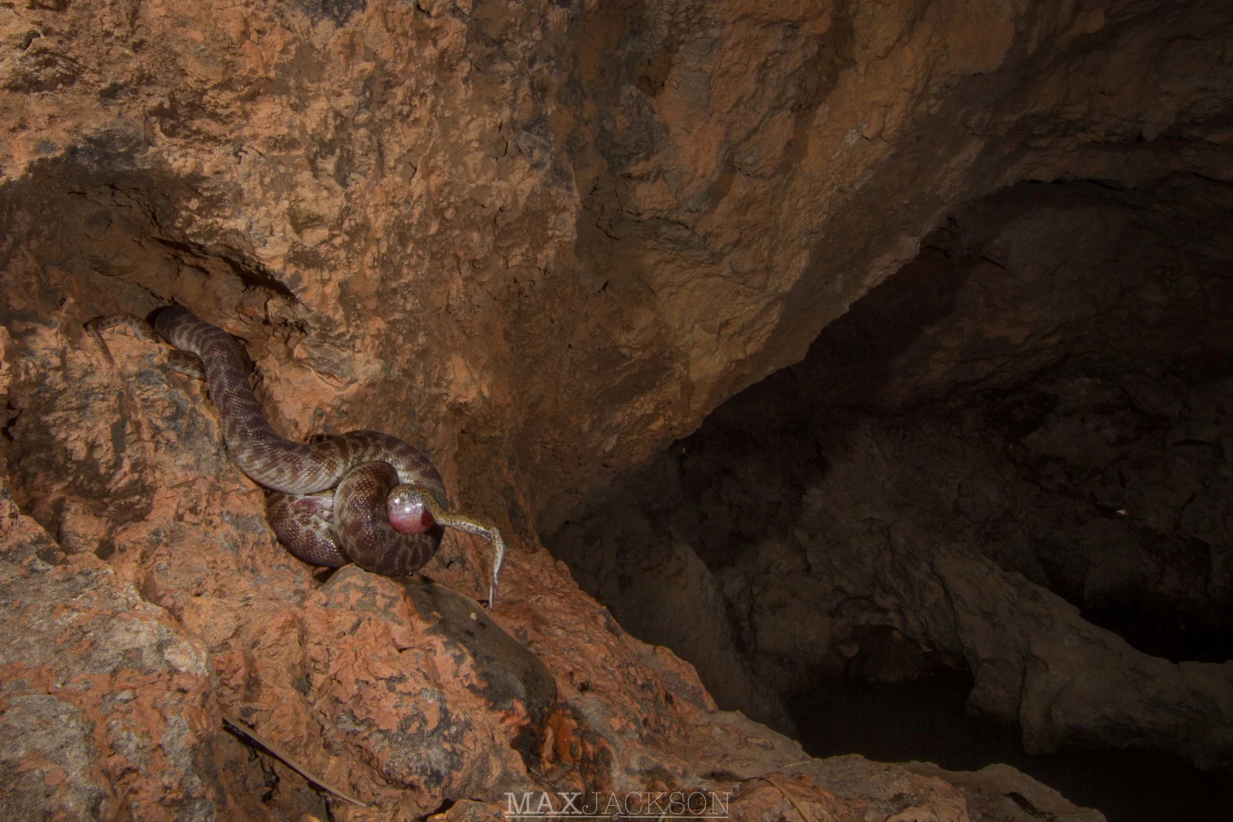 Stimson's Python (Antaresia stimsoni) feeding on an Eastern Snapping Frog (Cyclorana novaehollandae) - Winton, Qld