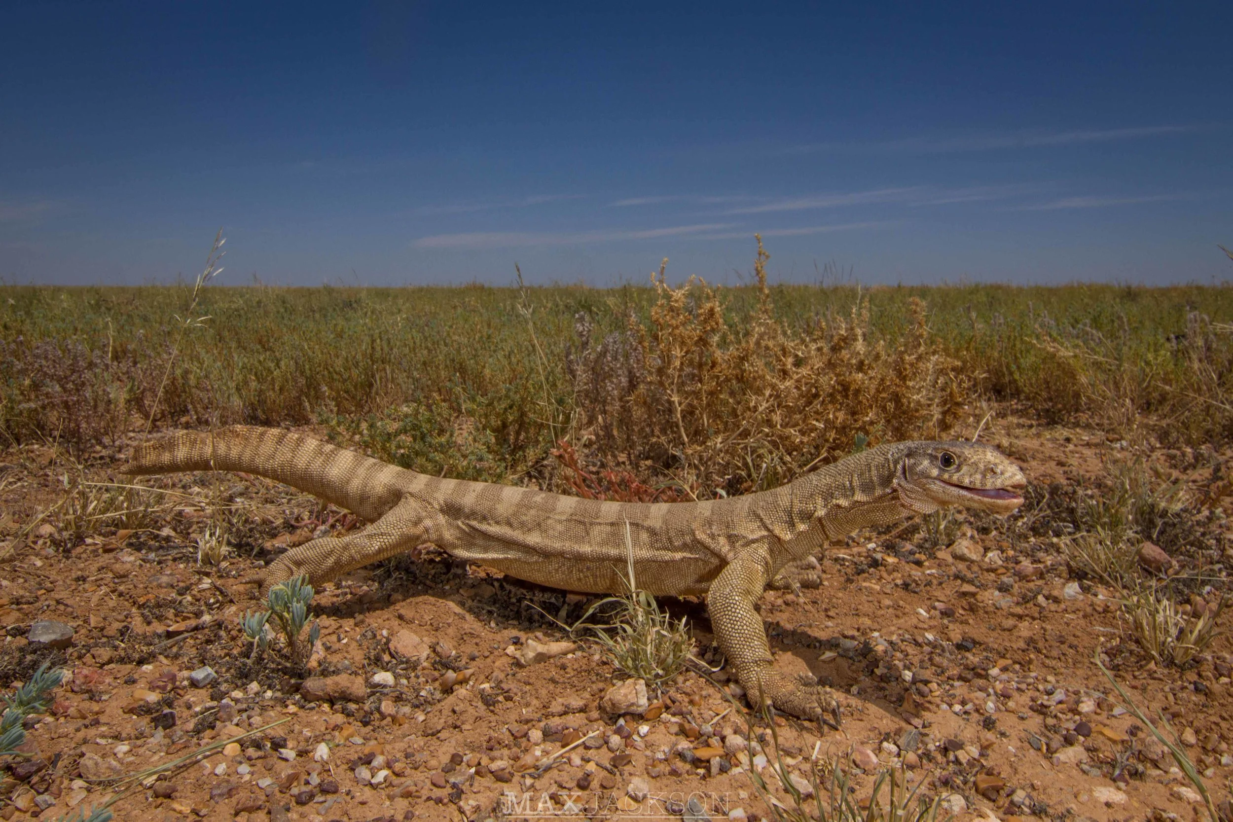 Spencer's Monitor (Varanus spenceri) - Boulia, Qld