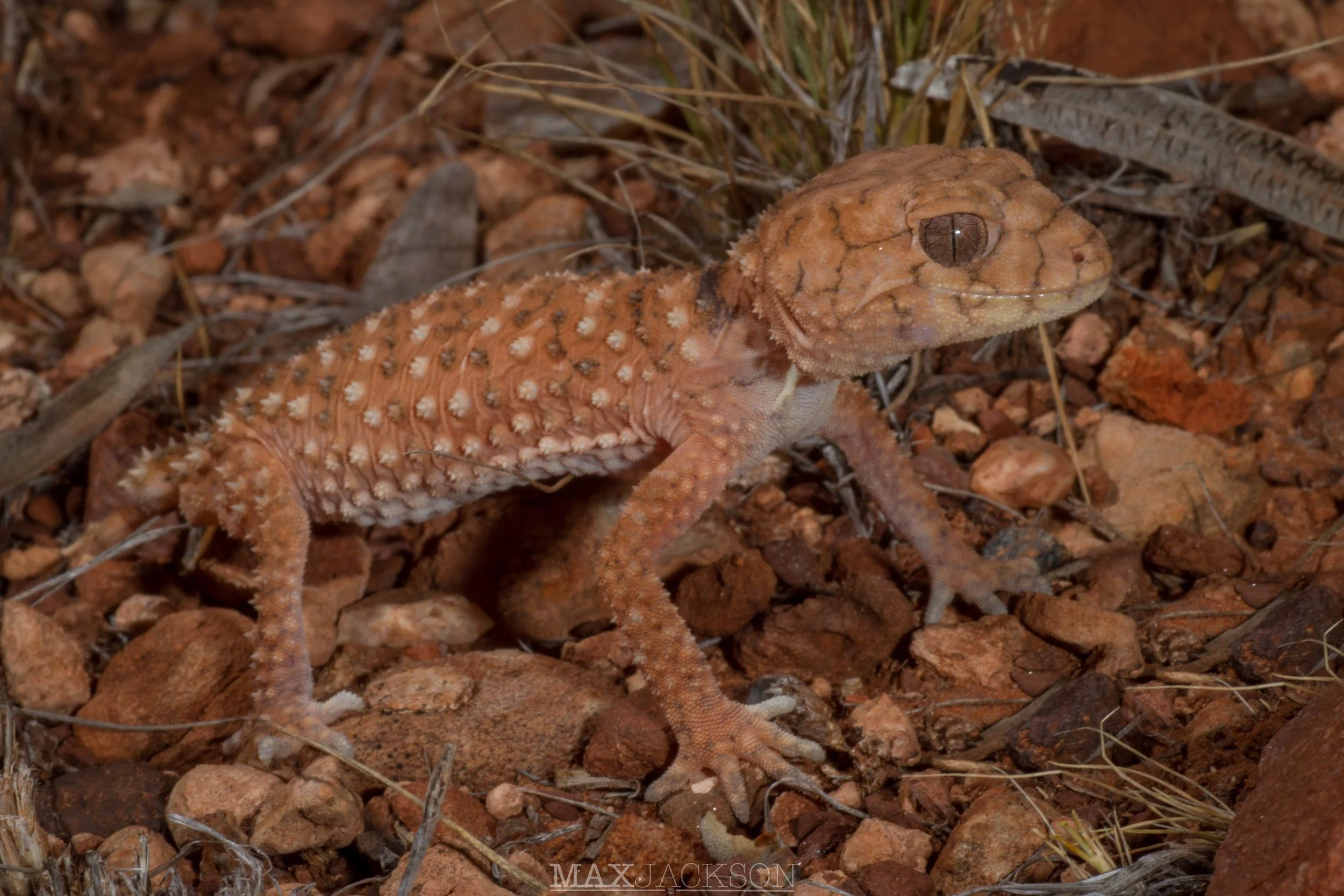 Juvenile Centralian Knob-tailed Gecko (Nephrurus amyae) - Alice Springs, NT