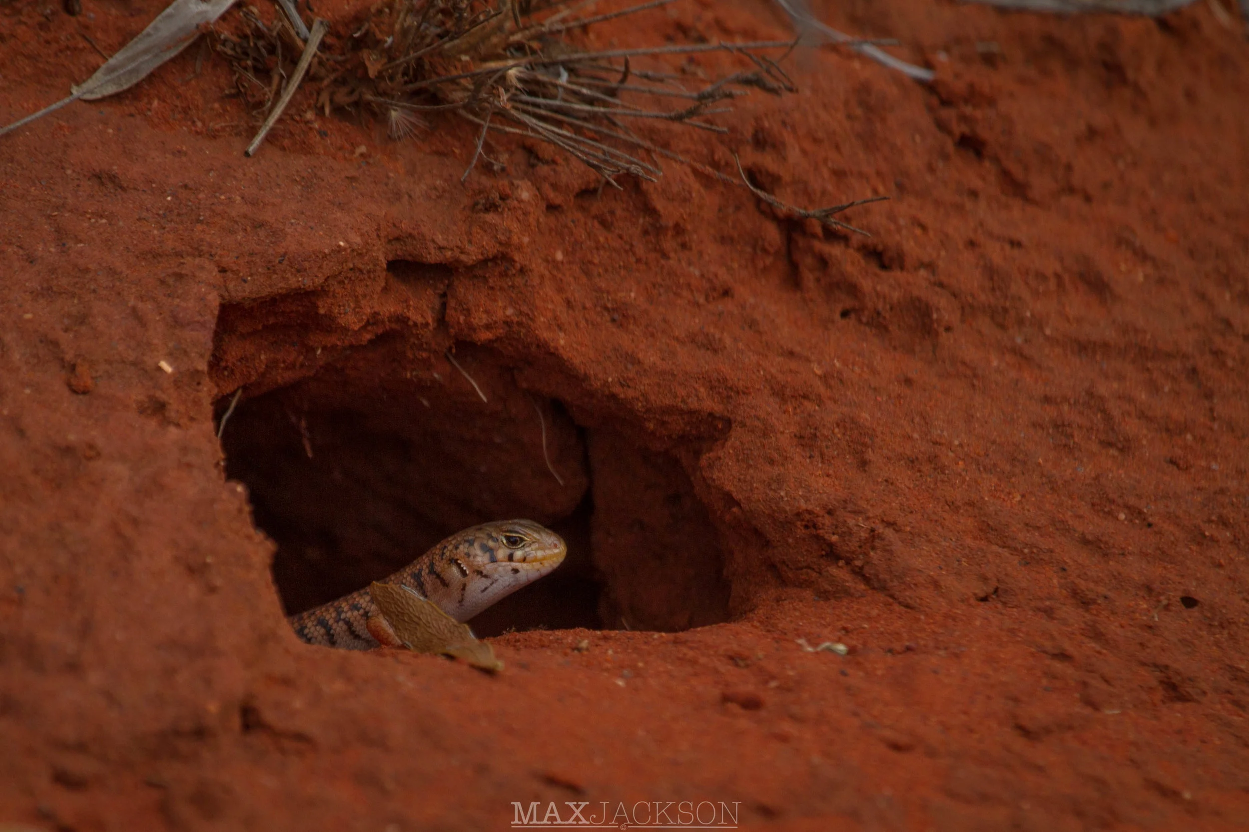 Juvenile Desert Skink (Liopholis inornata) peeking out of an abandoned goanna burrow - Yulara, NT