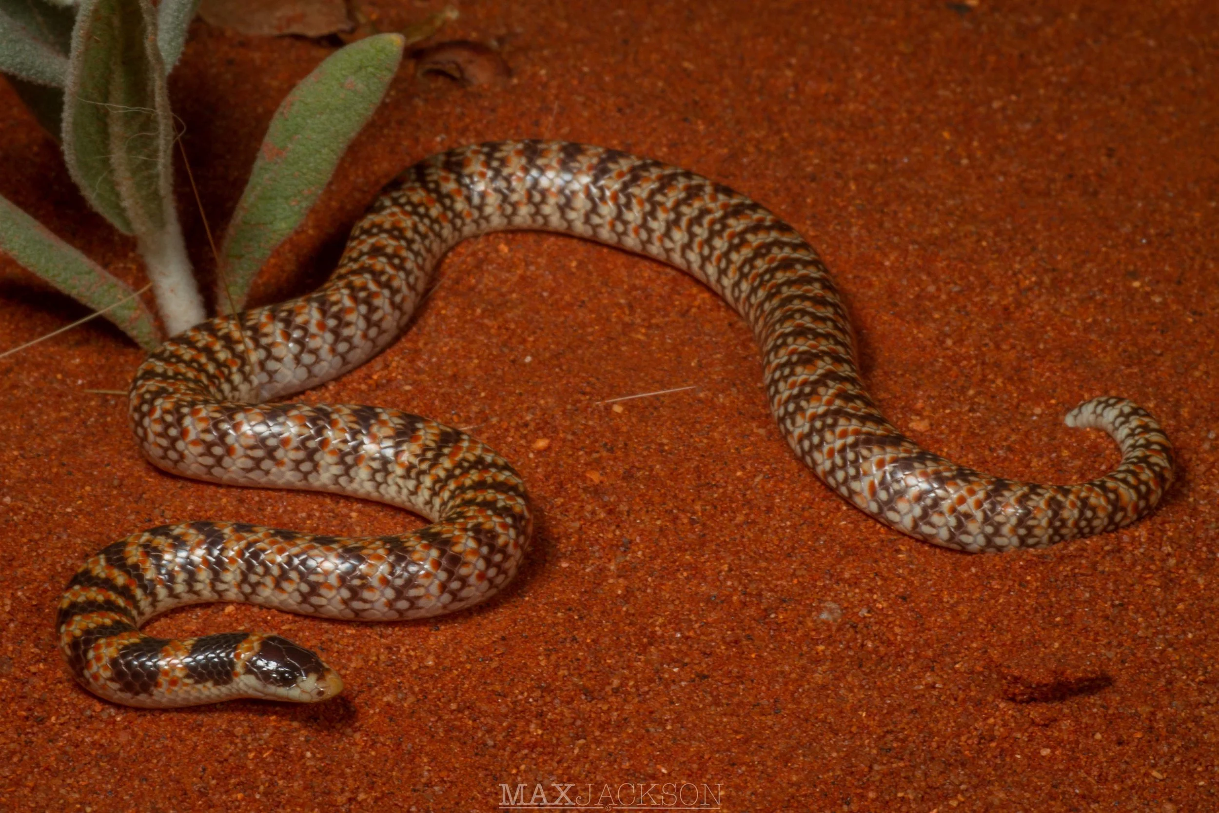 Narrow-banded Shovel-nosed Snake (Brachyurophis fasciolatus) - Yulara, NT